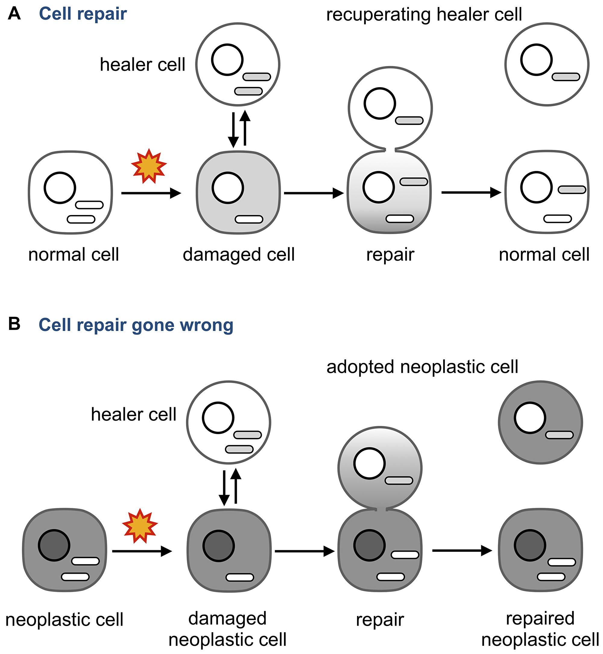 Neoplastic adoption as a side effect of cell repair