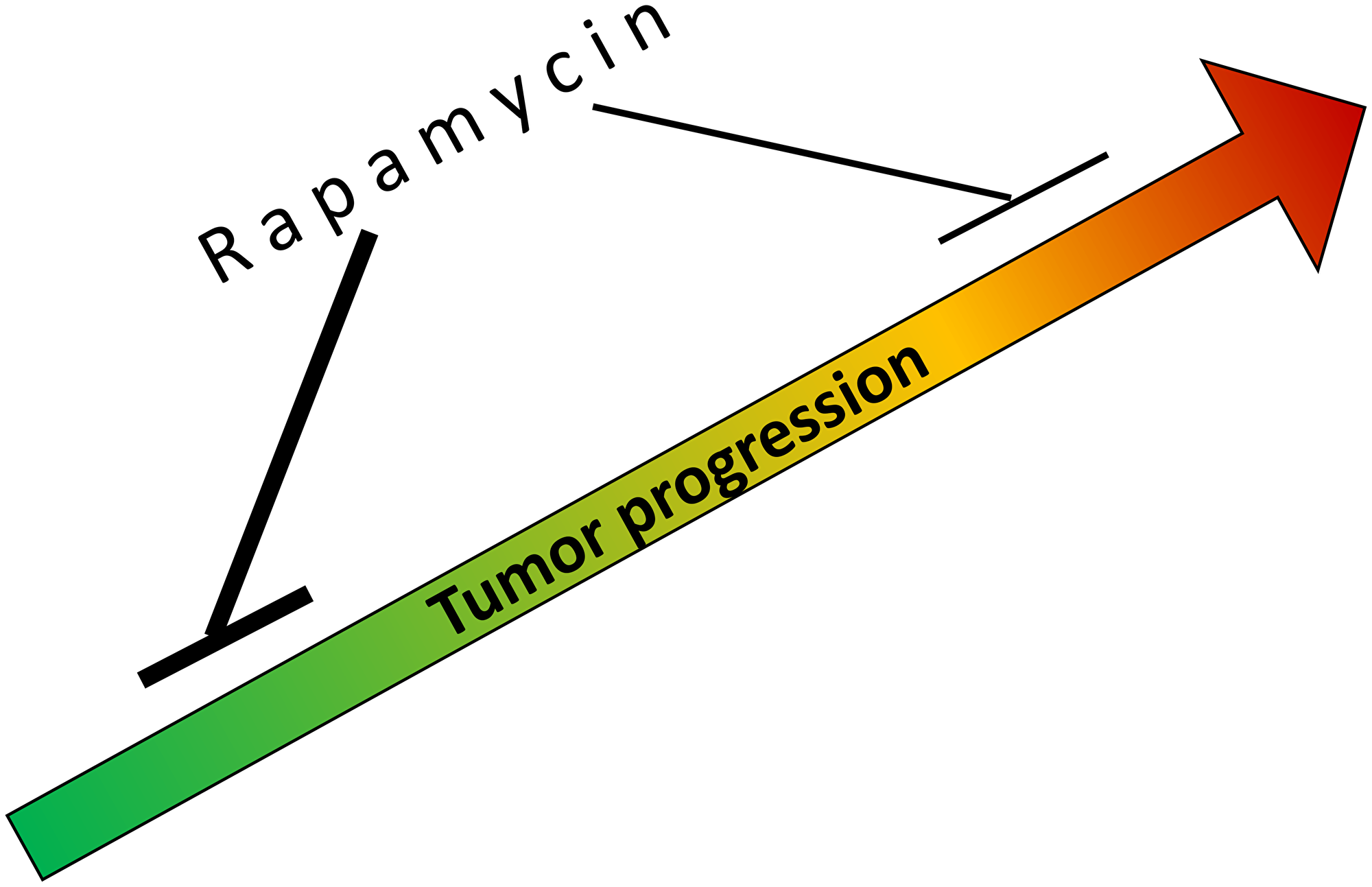 Rapamycin slows tumorigenesis, tumor progression and growth