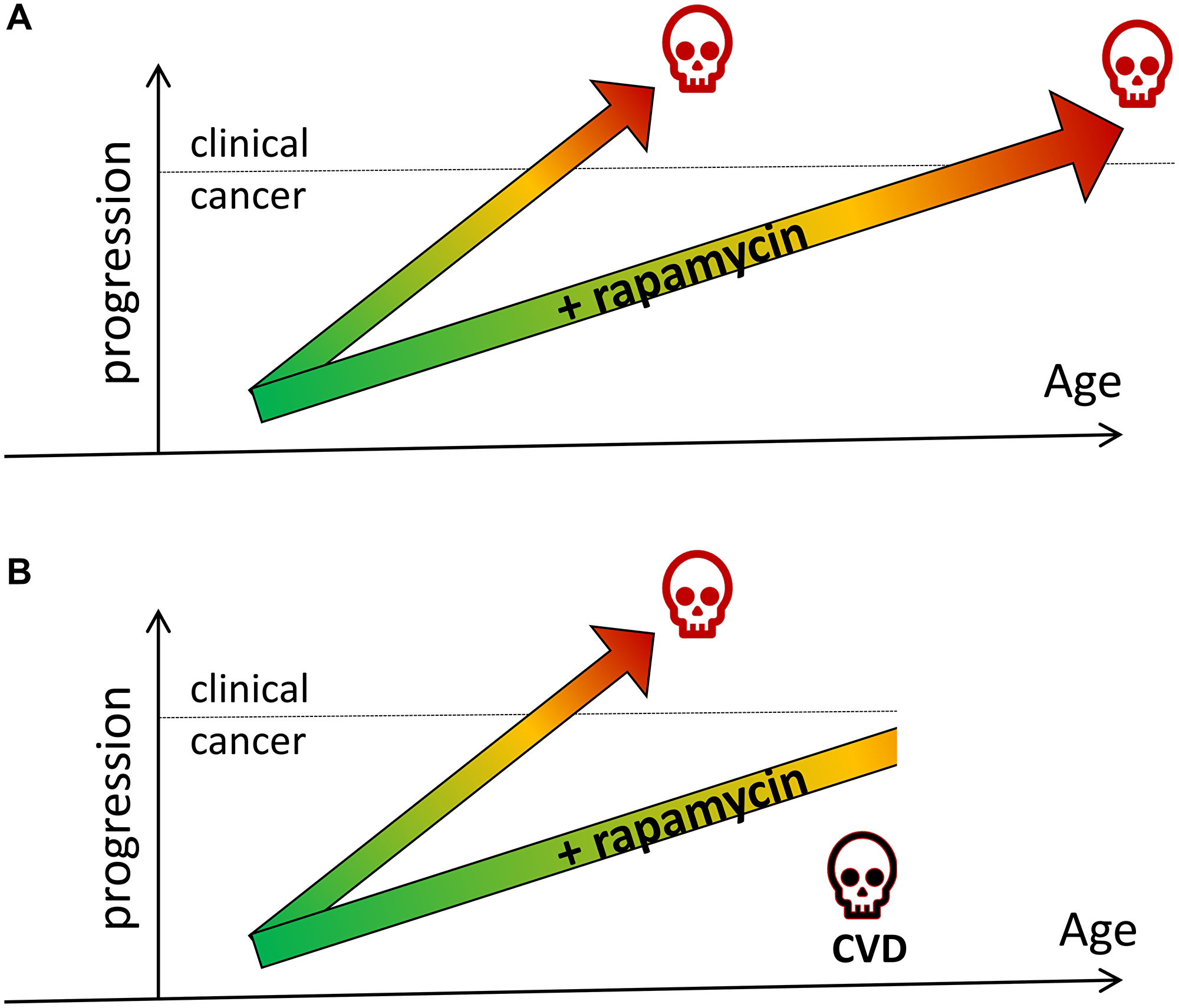 Rapamycin prevents cancer by slowing tumor progression (hypothetical schema)