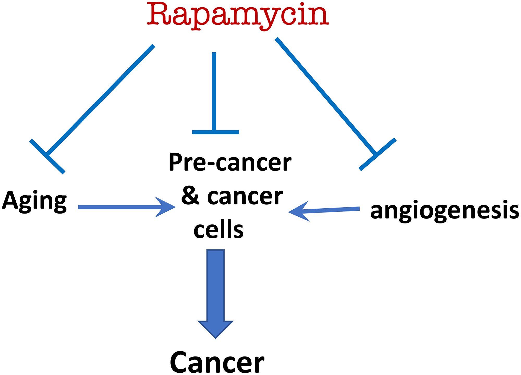 Rapamycin prevents cancer by direct (suppressing pre-cancerous/cancer cell) and indirect mechanisms (suppressing aging and angiogenesis)
