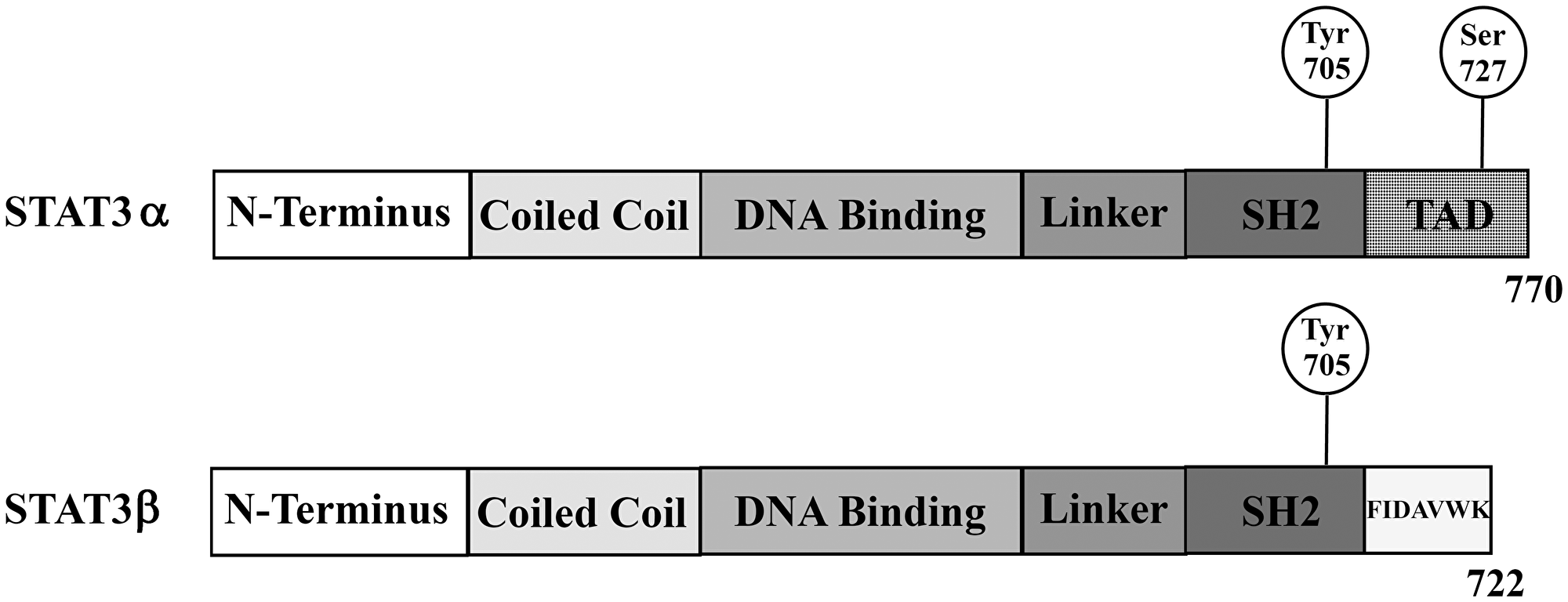 Schematic overview of the two alternatively spliced STAT3 isoforms STAT3α and STAT3β