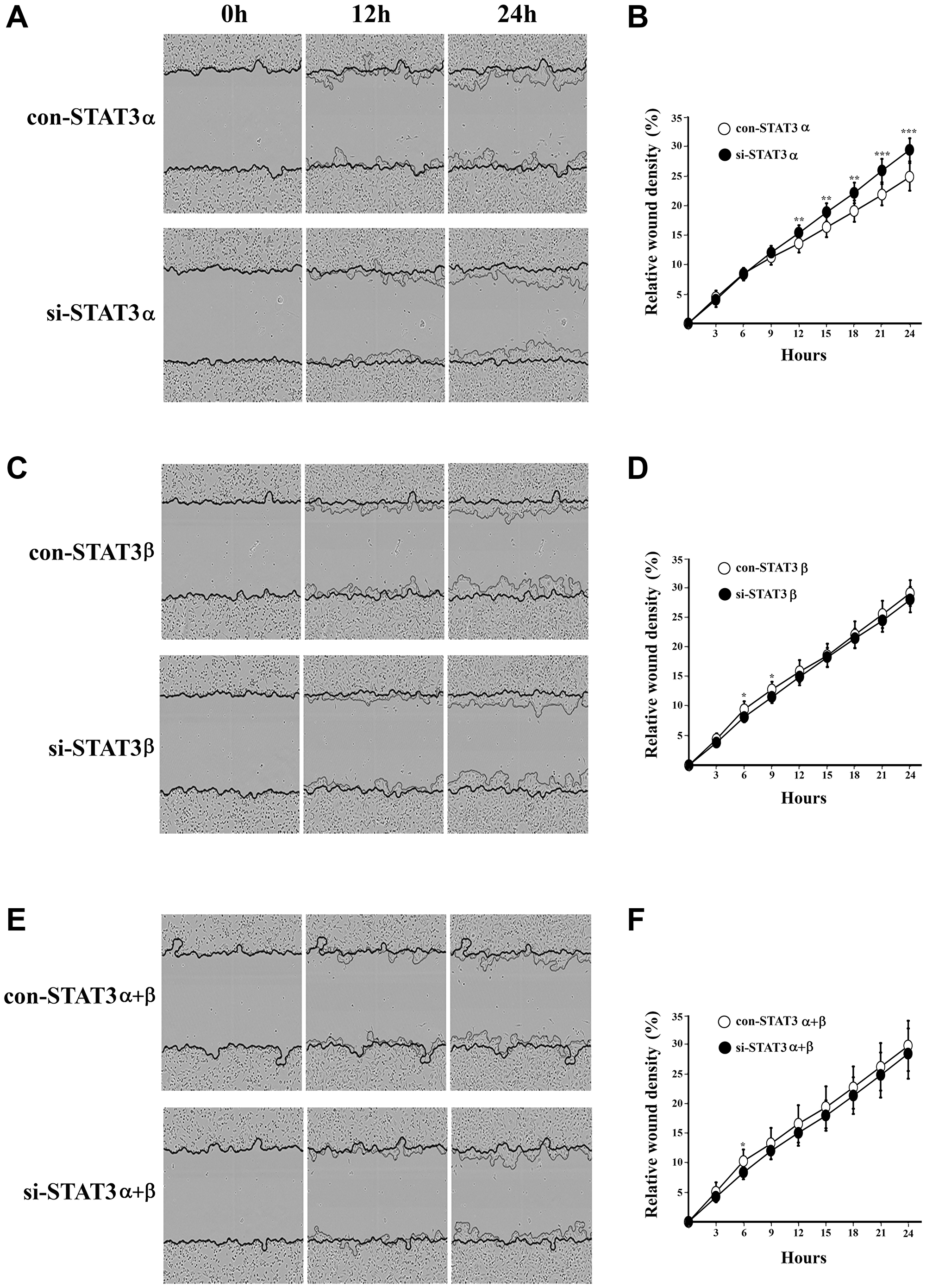 Cell migration upon mRNA silencing of STAT3 isoforms was measured using the Incucyte scratch wound healing assay