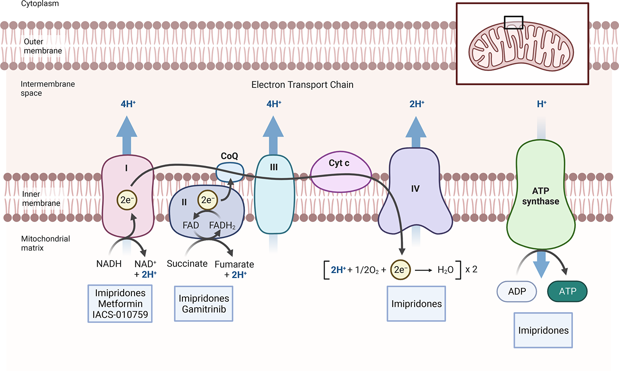 Inhibitors of mitochondrial respiration