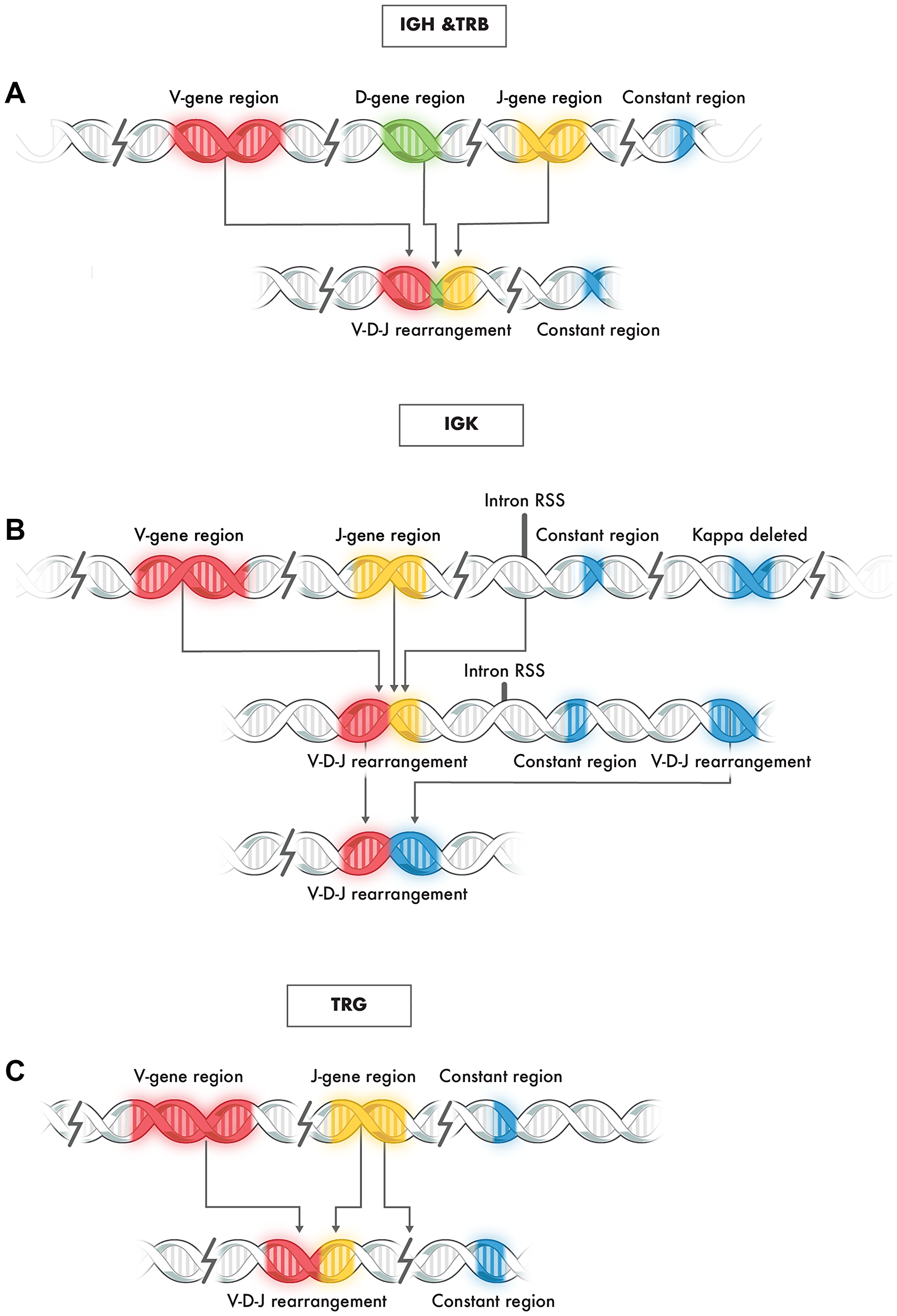 Typical rearrangement of genes at immunoglobulin loci IGH, TRB, IGK, and TRG