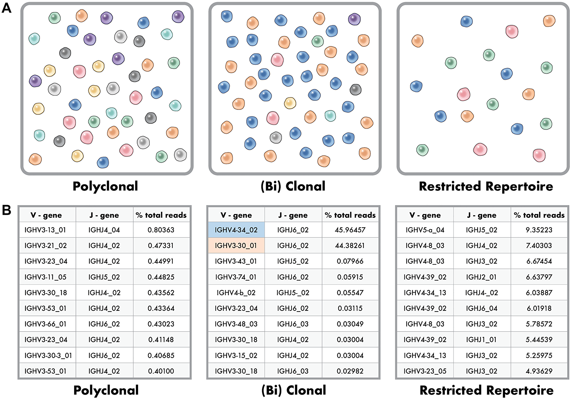 Polyclonal, Clonal and Restricted Repertoire Phenotypes in Clonality Testing
