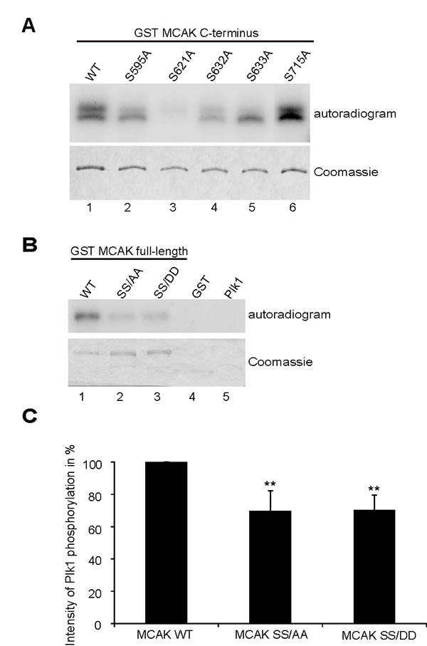 fig1