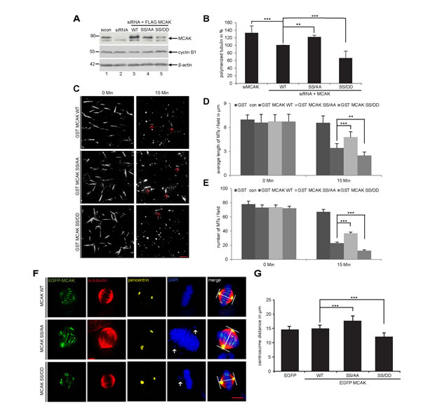fig2