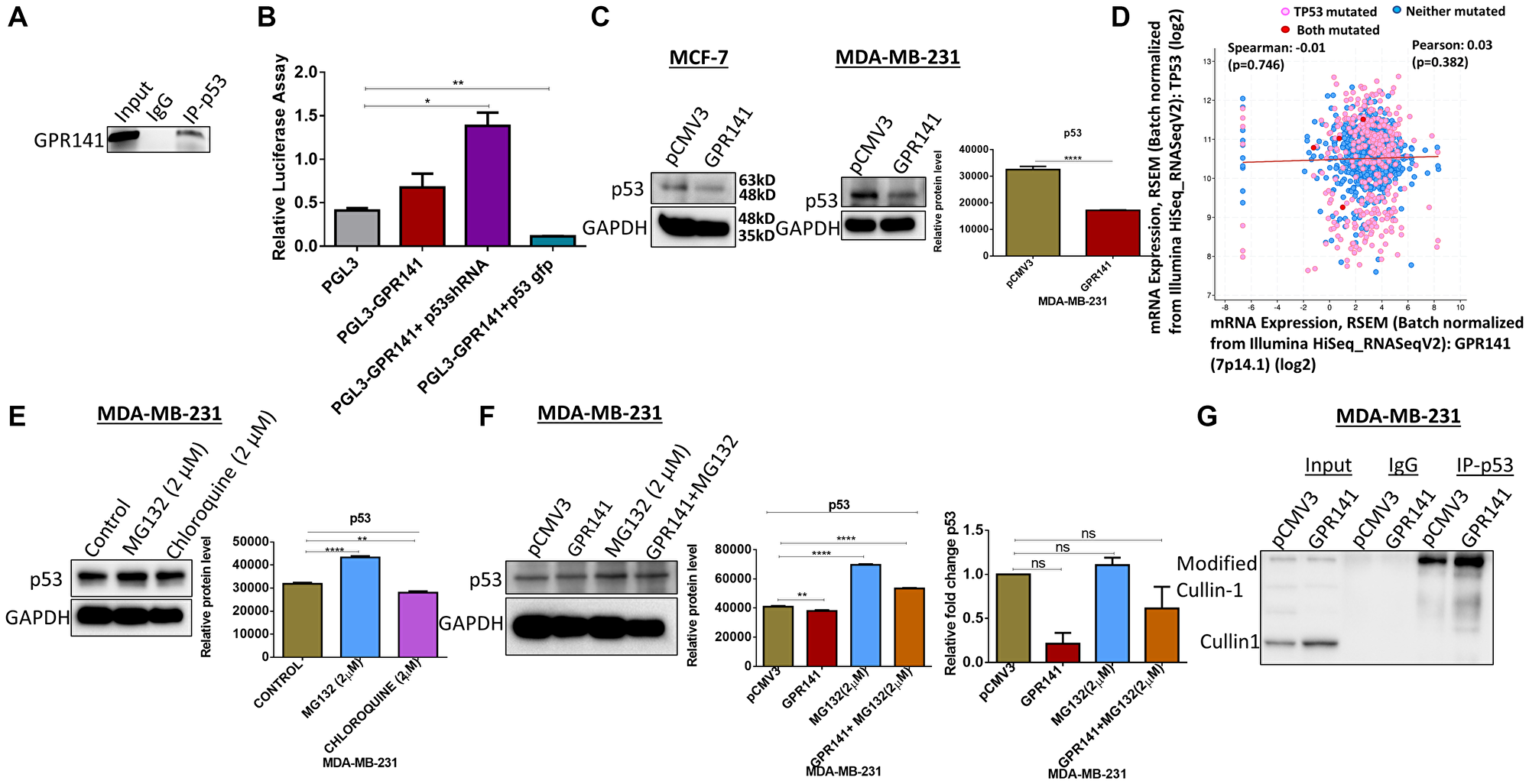 p53 is essential for the proliferative behavior of GPR141 overexpressed cells