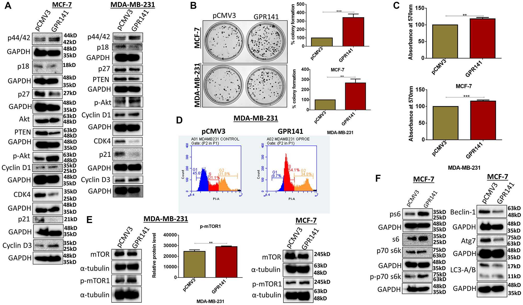 GPR141 stimulates breast cancer proliferation and tumorigenesis in vitro