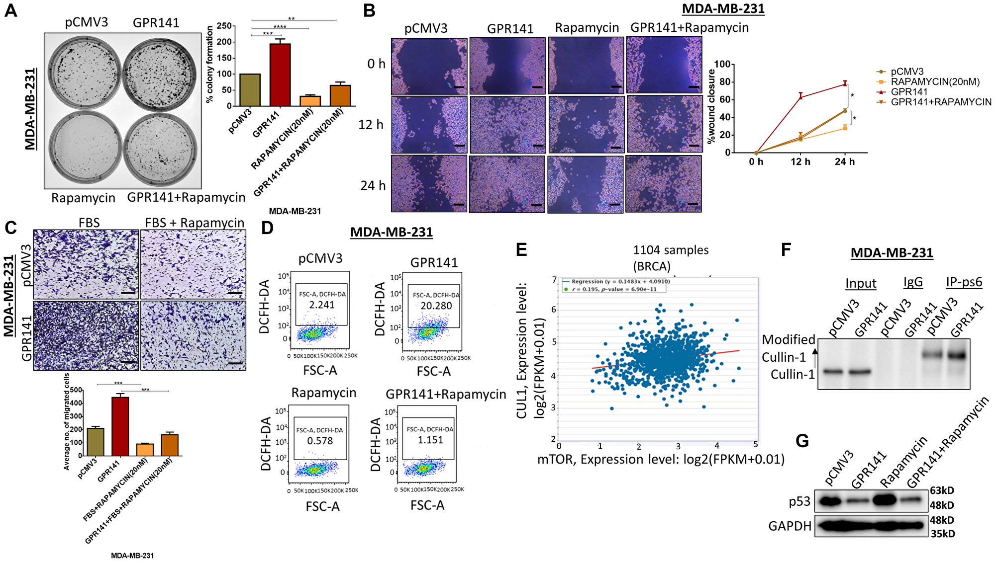GPR141 overexpression induces breast cancer cell tumorigenesis via the p-mTOR1-p53 pathway