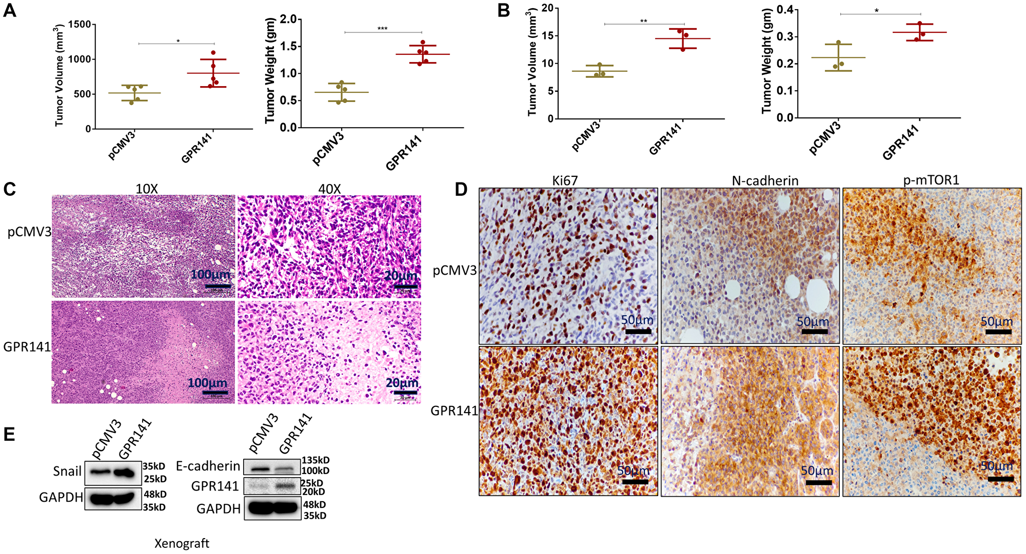 GPR141 overexpression in breast cancer cells increases their propensity to form tumors in female NOD SCID mouse and chick CAM models and modulates the tumor microenvironment in vivo
