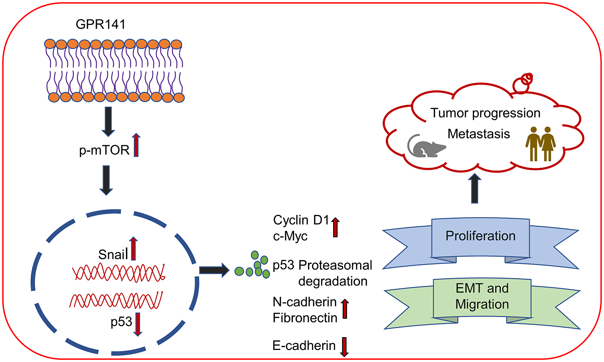 Schematic demonstrating the role of GPR141 in mediating breast cancer development and progression