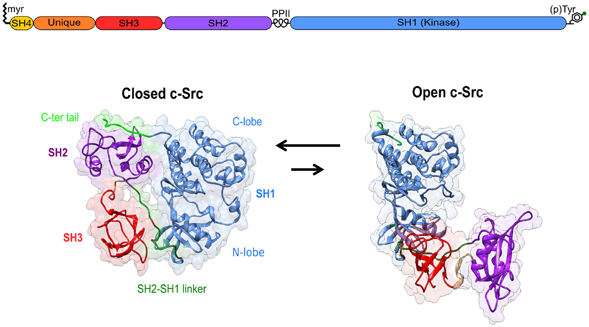 Canonical Src regulation involves the transition from an inactive closed state to an active open form