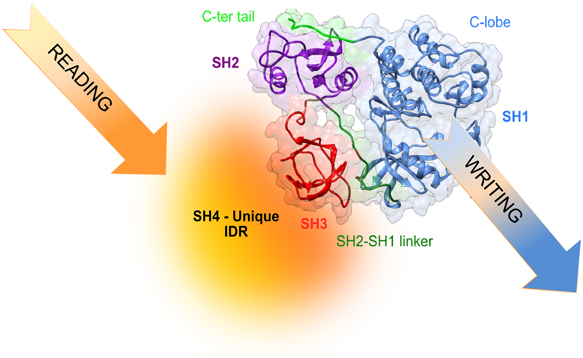 Translating information from the environment to generate cell-type selective signaling may involve reading of environmental signals by the disordered region and, eventually, modulating the activity and specificity of the kinase