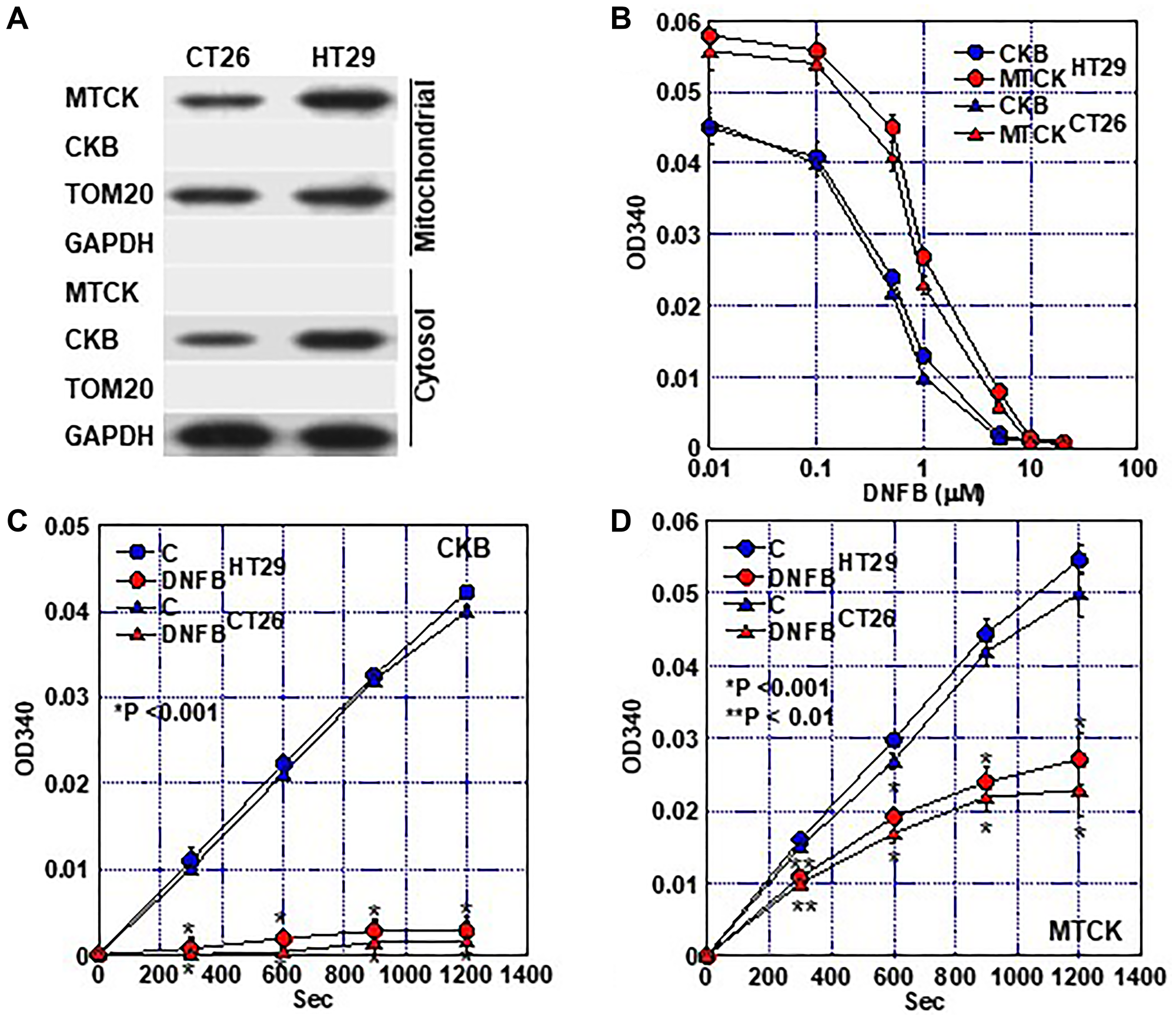 Creatine kinase inhibitory effect of DNFB