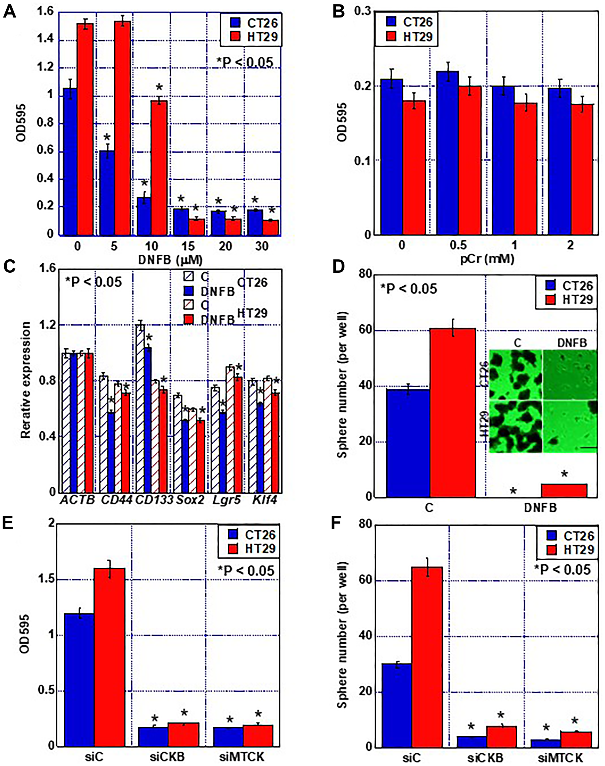 Effect of creatine shuttle inhibition by DNFB on growth and stemness of CRC cells