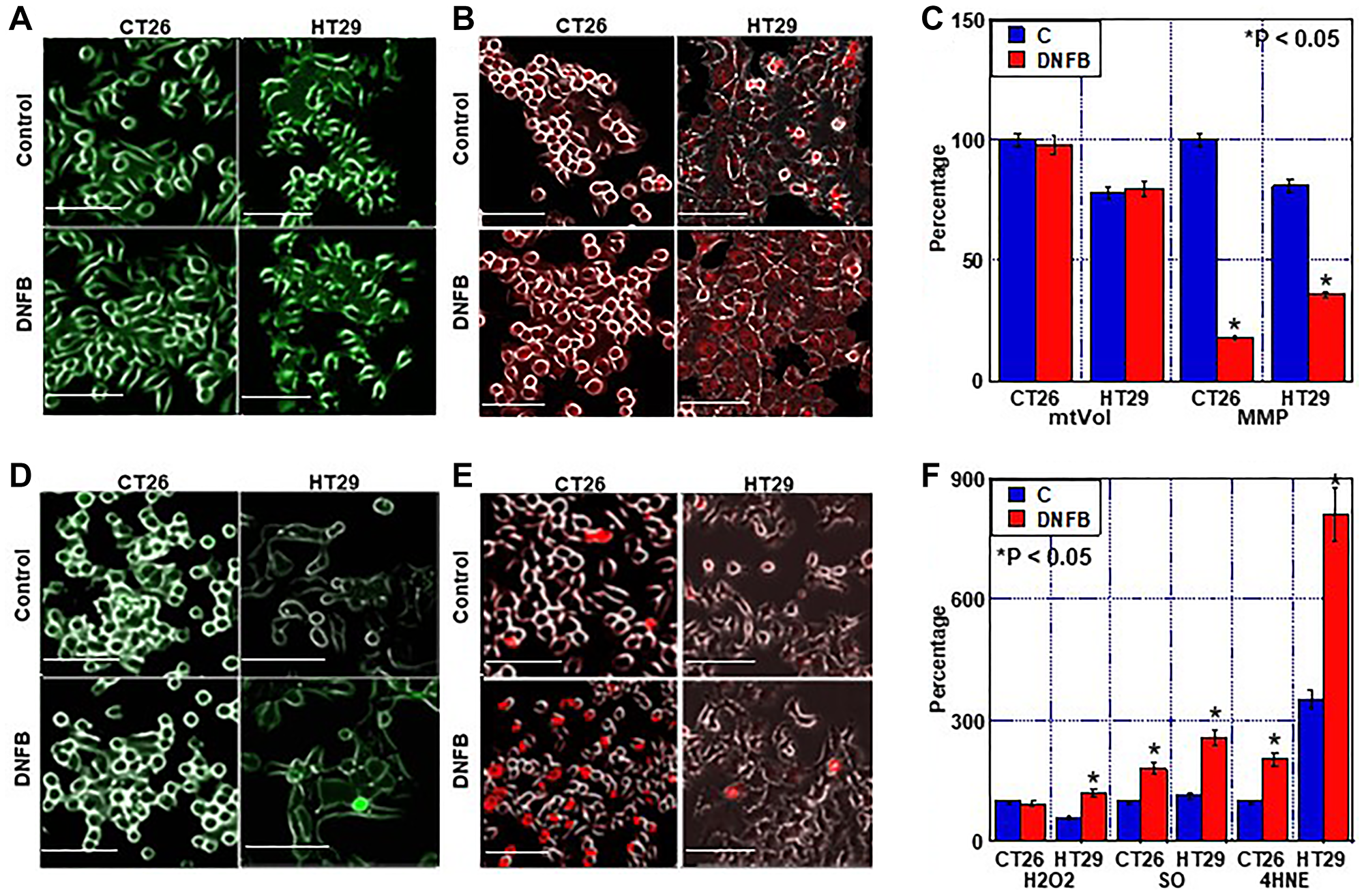 Effect of creatine shuttle inhibition by DNFB on mitochondrial function in CRC cells
