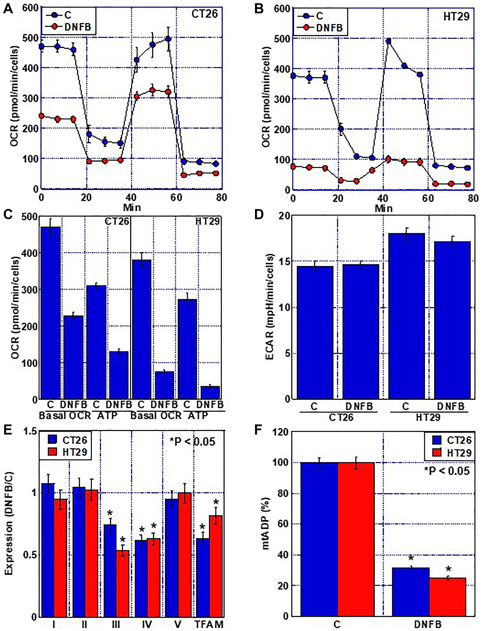 Effect of creatine shuttle inhibition by DNFB on energy metabolism in CRC cells