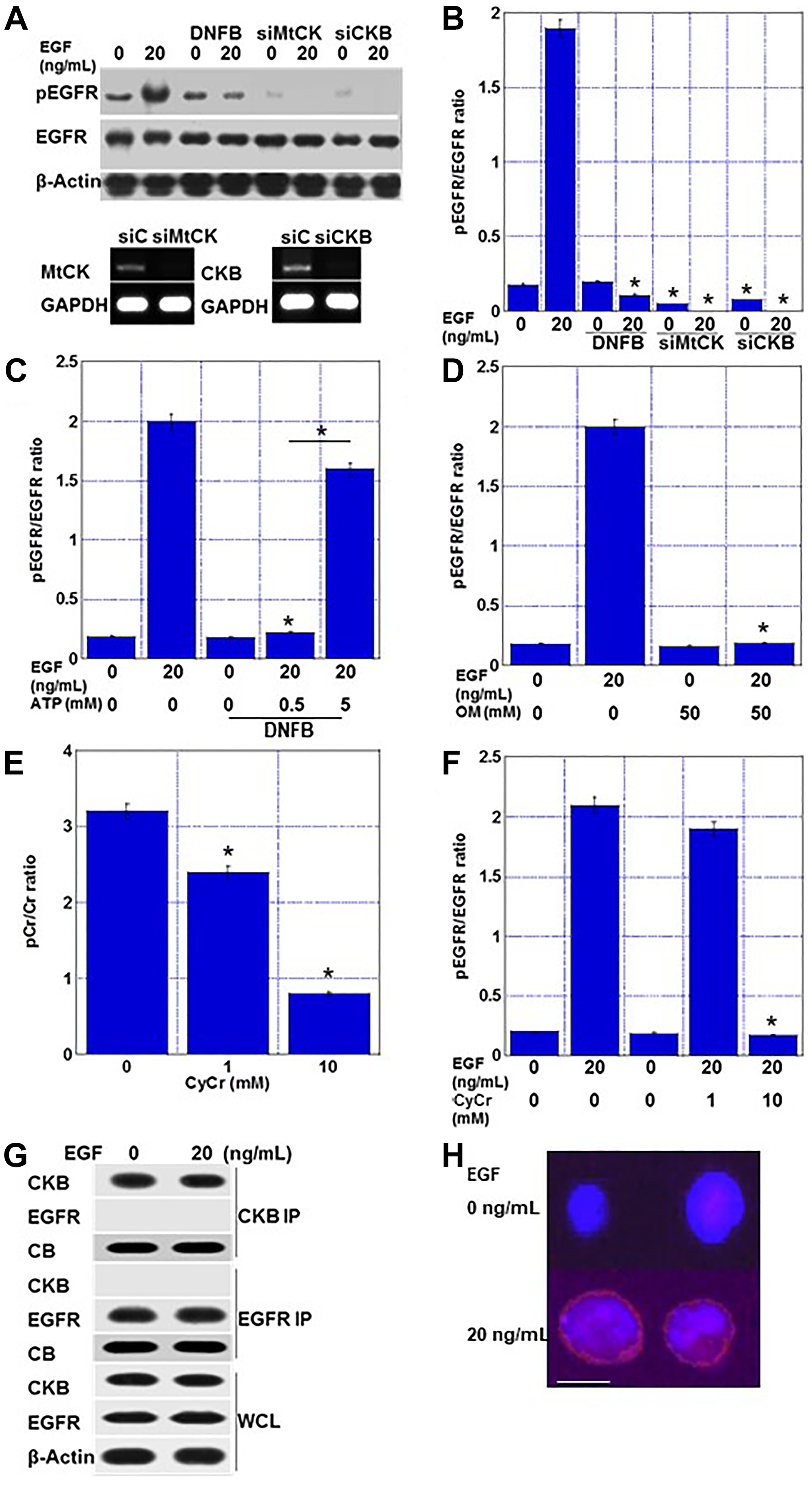 Creatine shuttle provides ATP for EGFR phosphorylation in EGF-treated HT29 cells