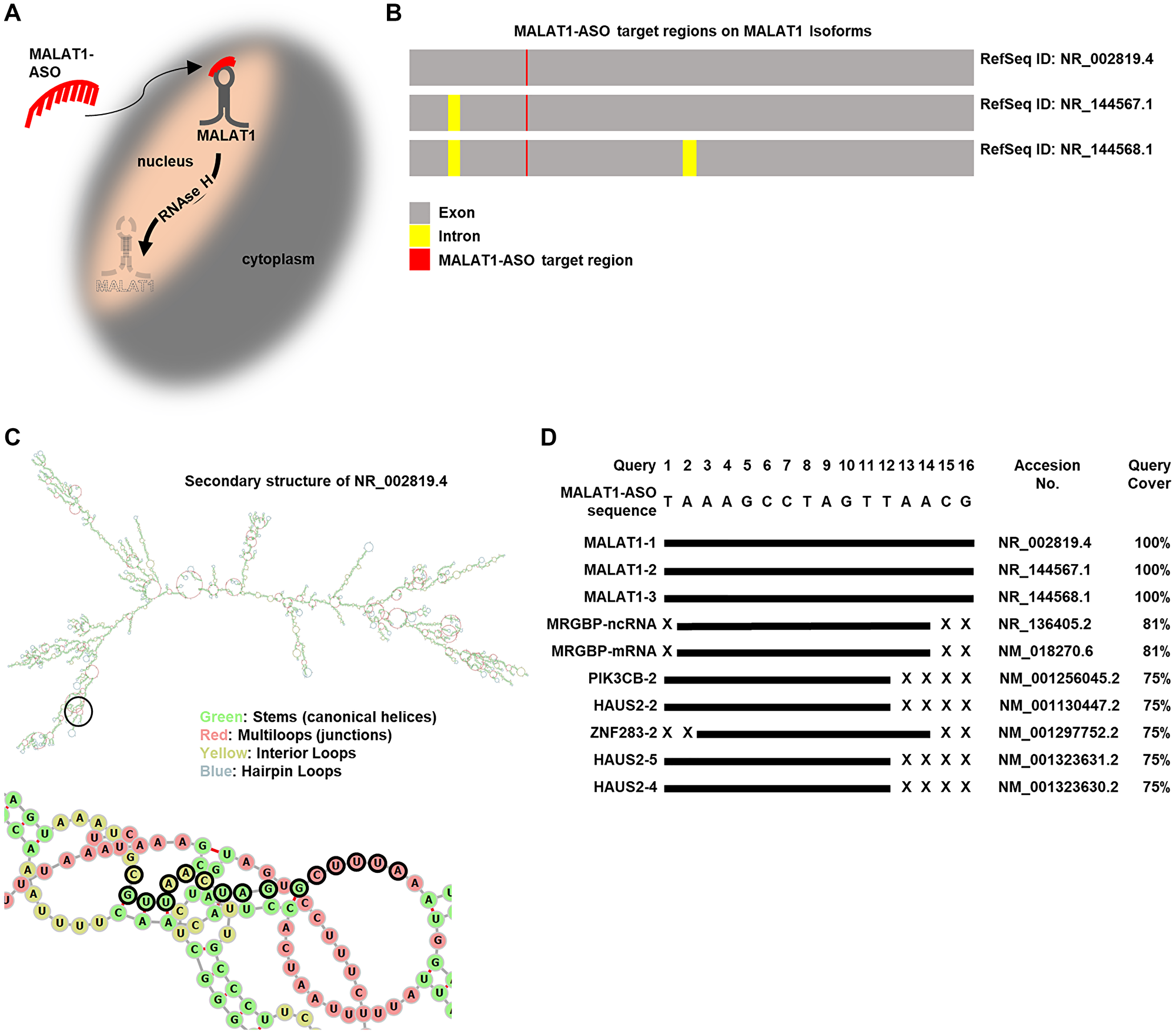 MALAT1-ASO specifically targets MALAT1-lncRNAs