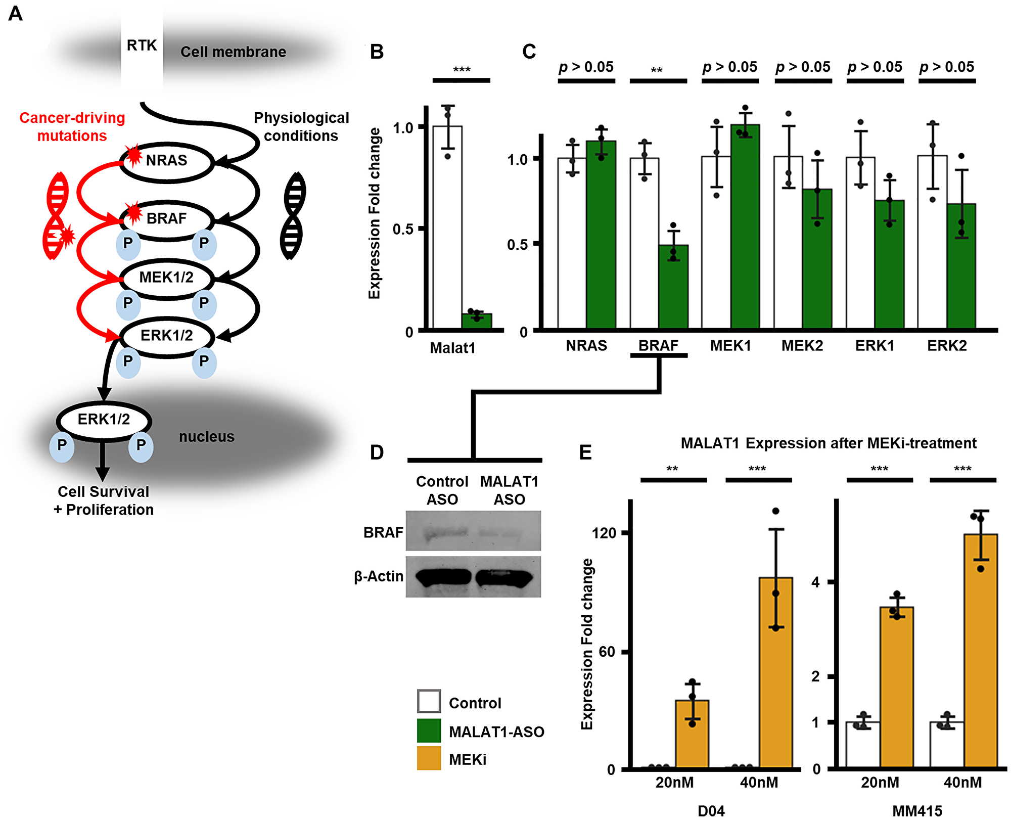 Relative fold enrichment analysis of MAPK-pathway genes and MALAT1