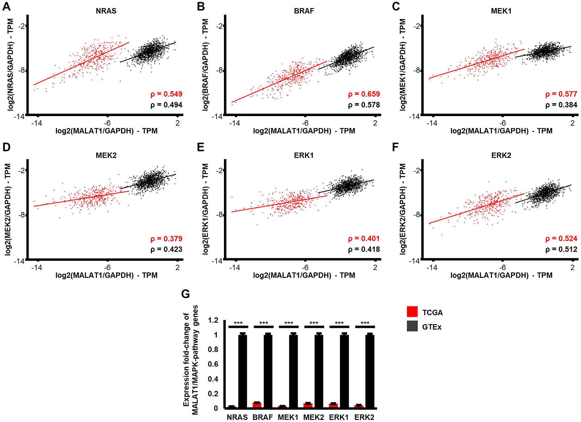 Expression patterns of MALAT1 and MAPK-signaling associated genes in patient derived healthy skin compared to NRAS and BRAF mutated melanoma samples