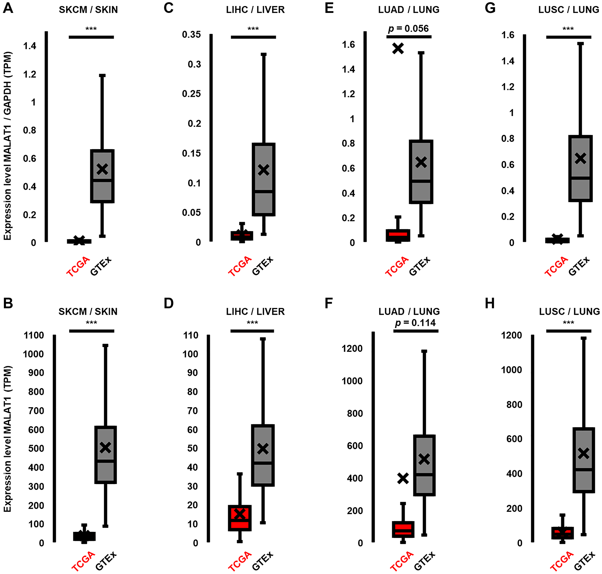 MALAT1 is downregulated in cancer types in which it is associated with the MAPK pathway