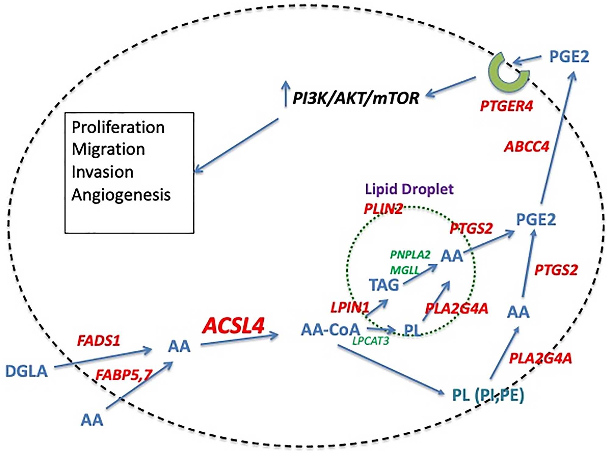 Proposed pathway of ACSL4-mediated stimulation of QNBC cells