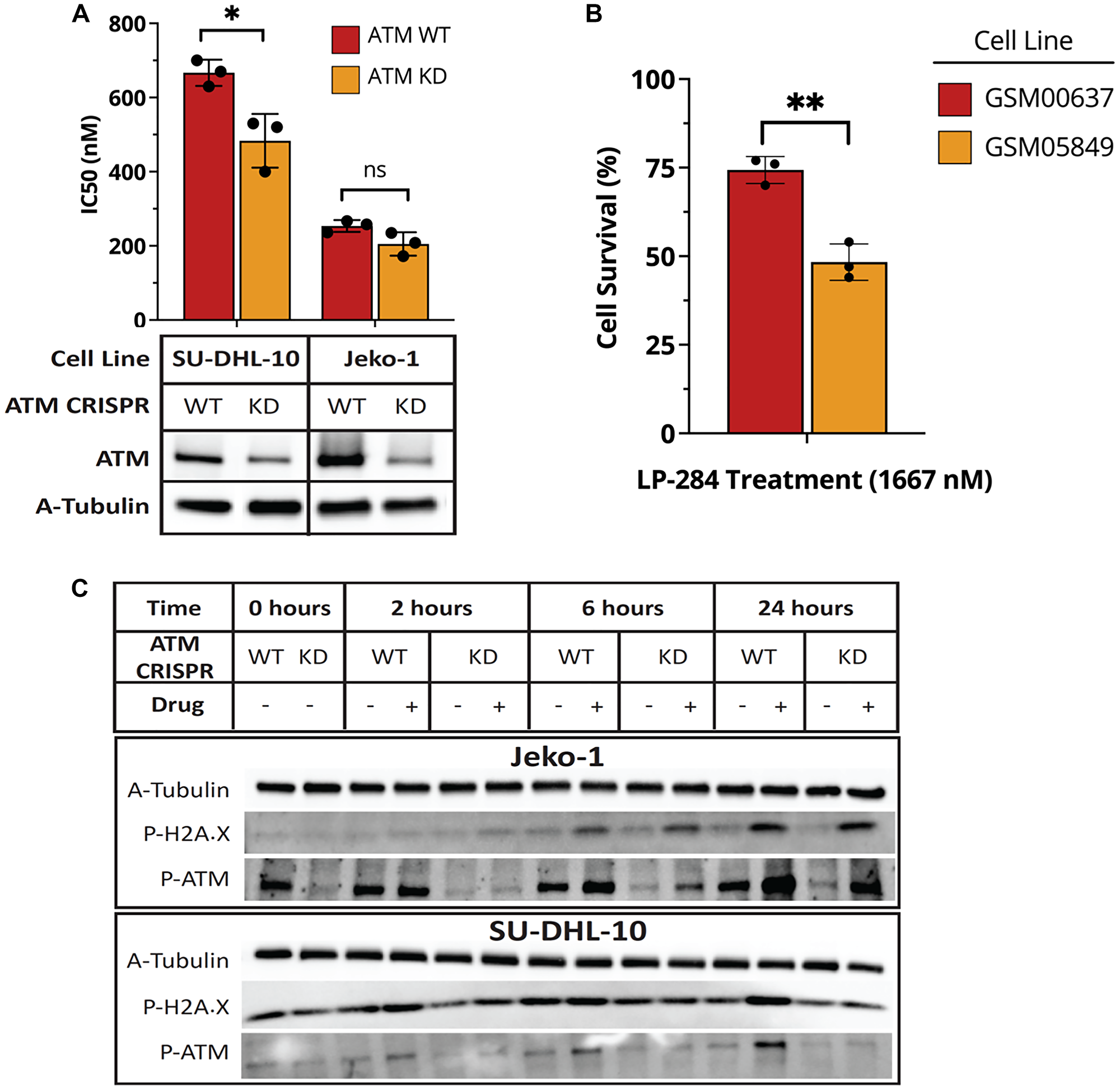 ATM-deficient cells show increased sensitivity to LP-284