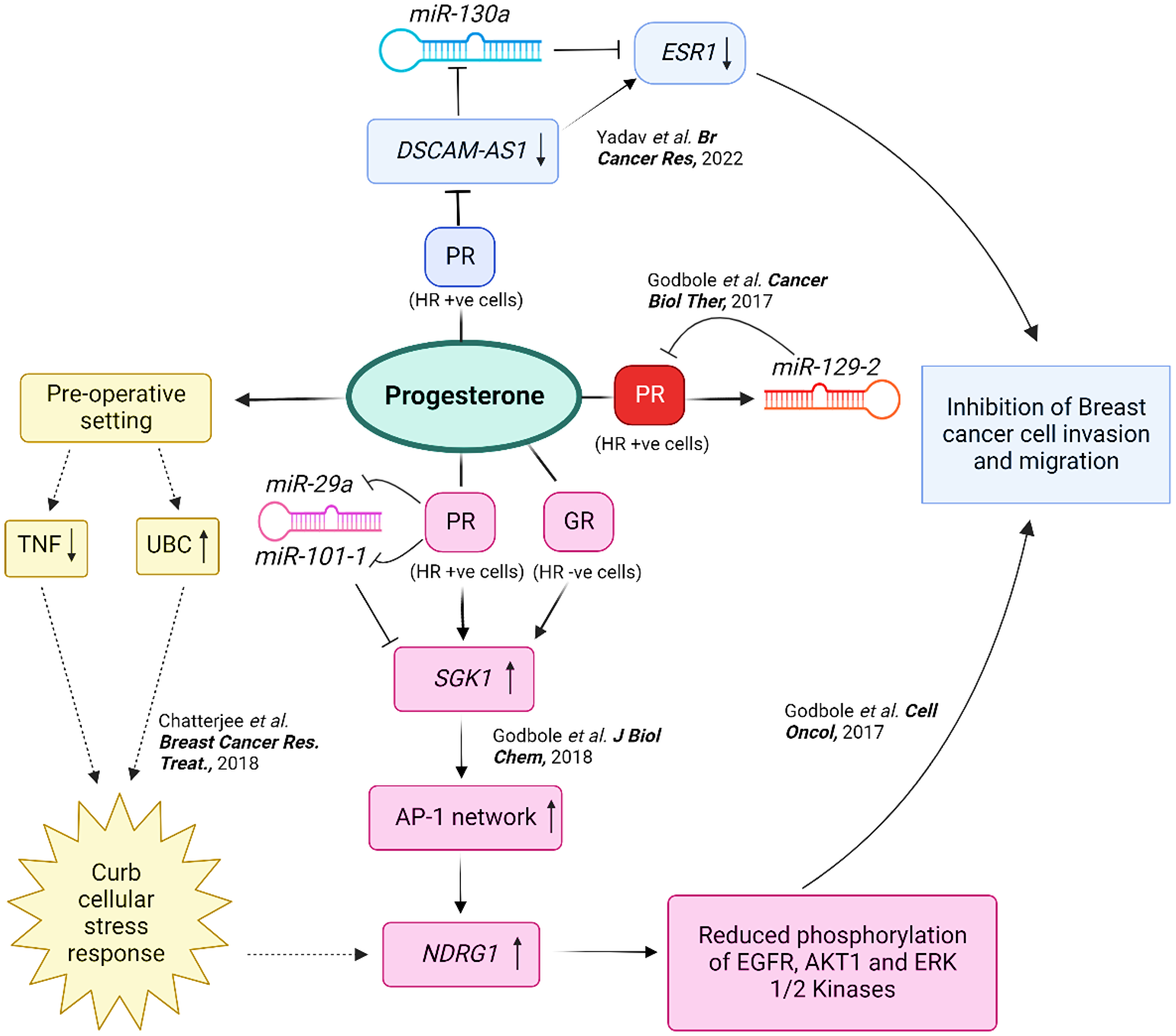 An integrated representation of the multifaceted effects of progesterone in breast cancer
