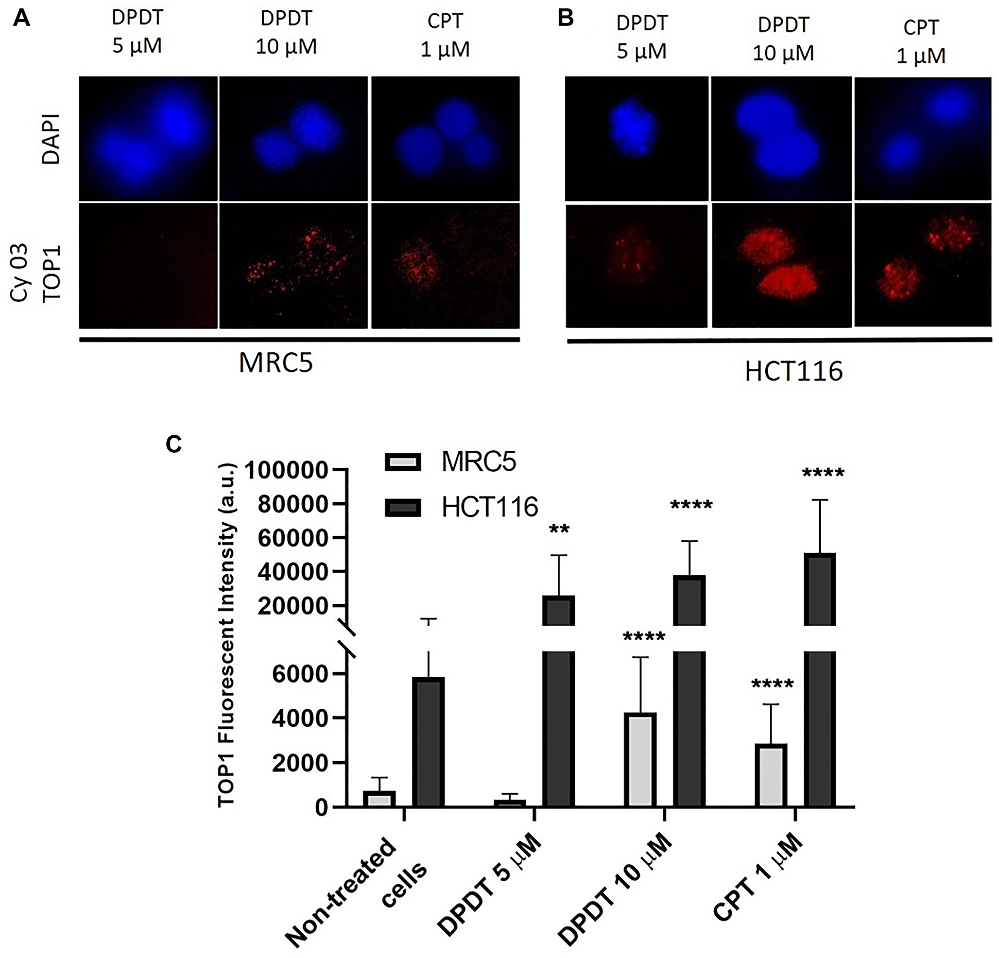 DPDT induces TOP I-DNA complexes in MRC5 and HCT116 cells (TARDIS assay)