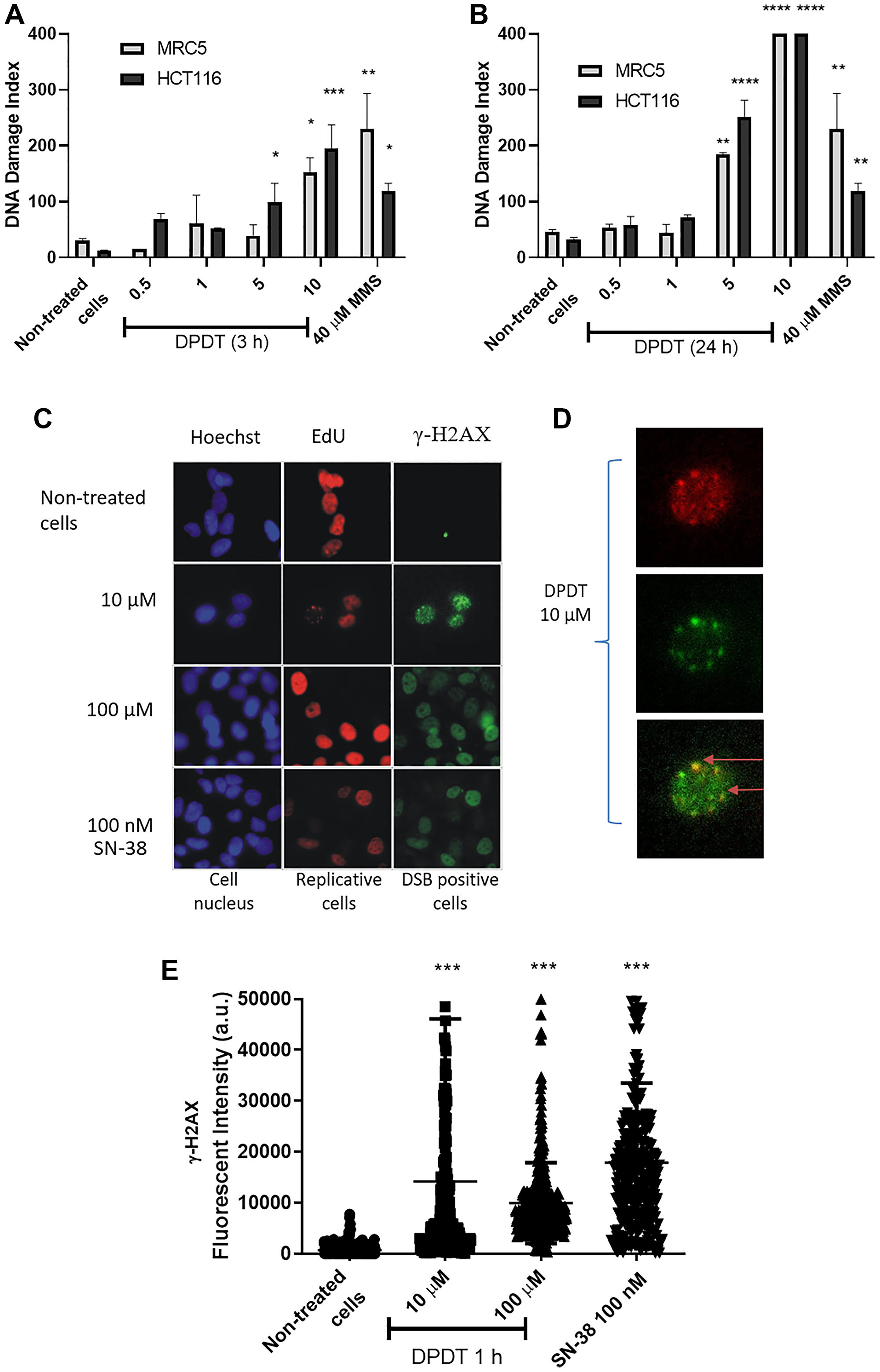 DPDT induces DNA damage in proliferating cells