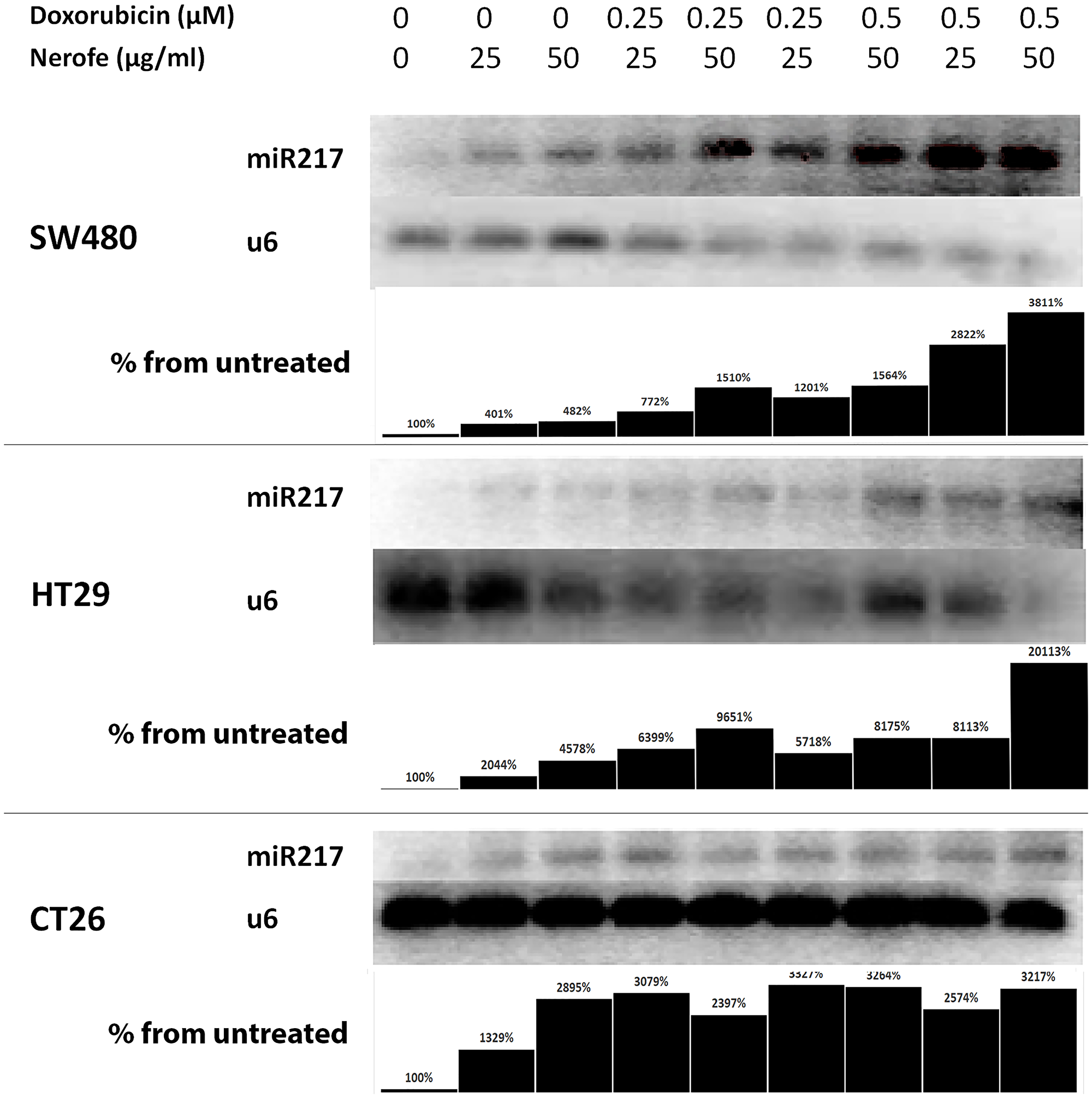 miR217 is induced by combination of Nerofe and Dox