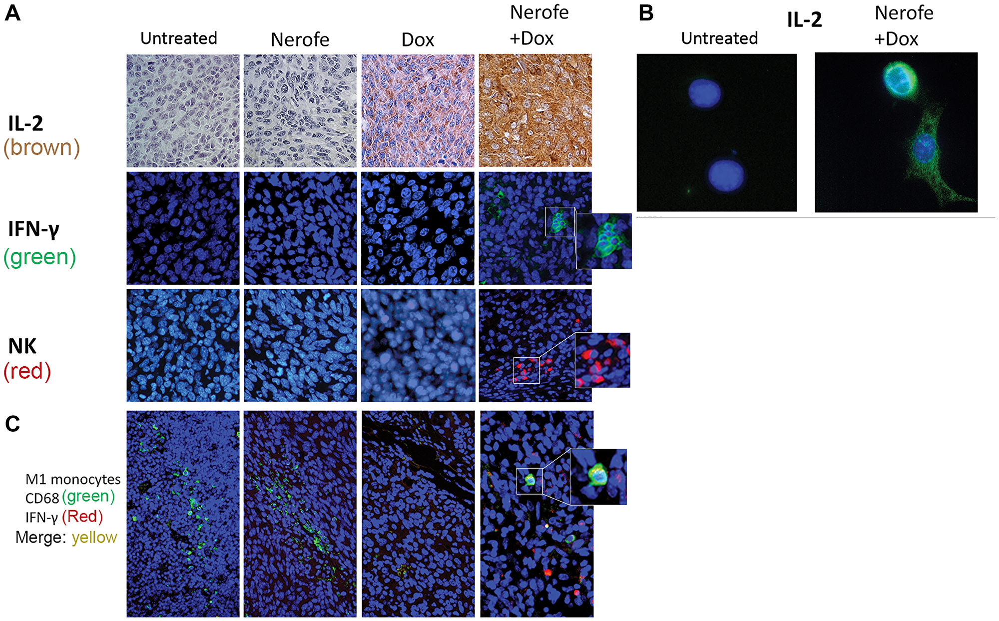 Immunological effect of Nerofe and DOX: CT26 murine model showing the immunological effect of Nerofe, DOX, and their combined treatment