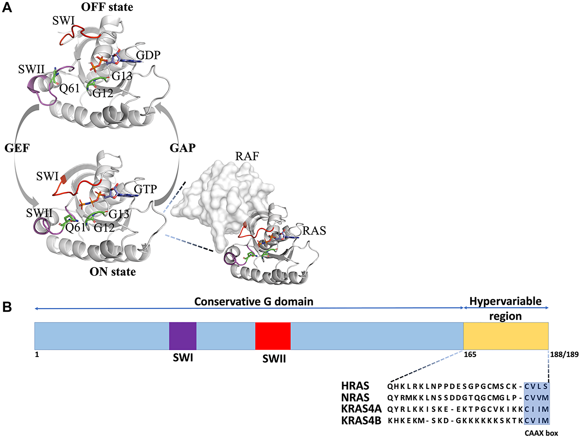 2D and 3D structure of Ras isoforms