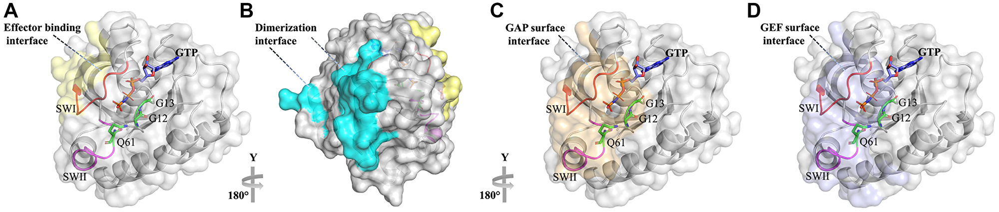 Ras with its various binding interfaces
