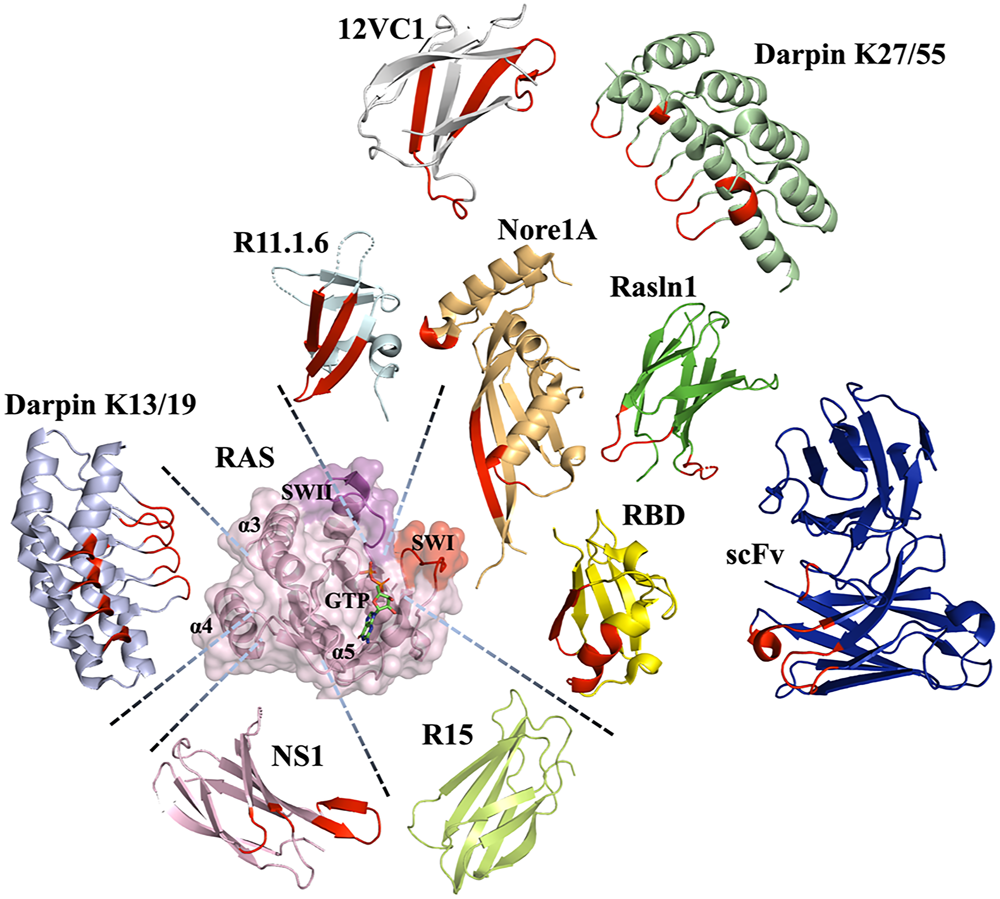 Various scaffolds utilized to engineer binders to Ras and their binding epitopes