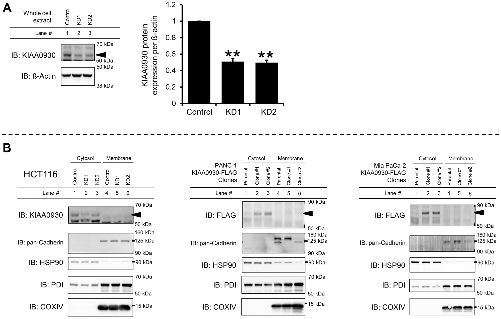 KIAA0930 is a cytosolic protein