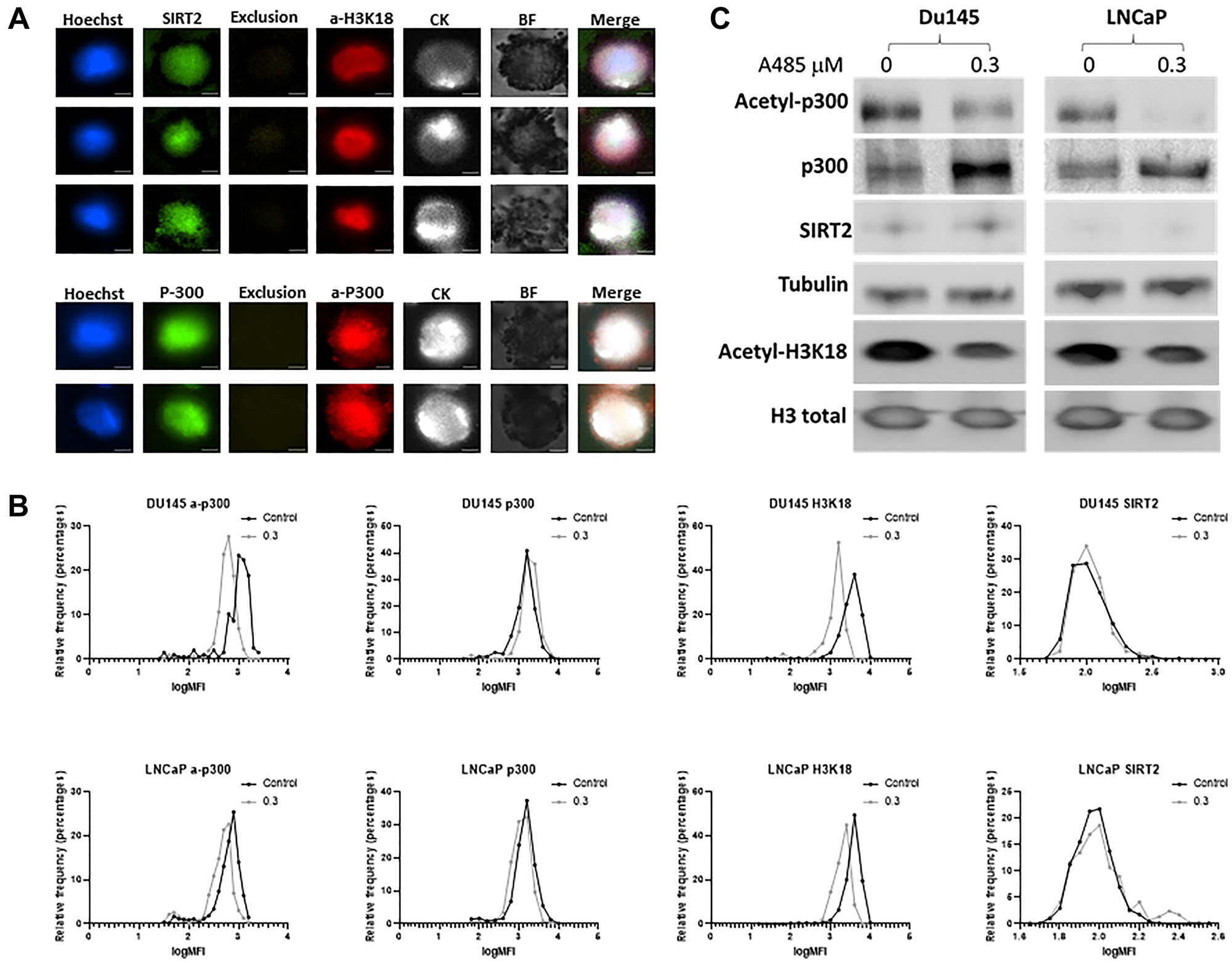 Optimization of circulating tumor cells (CTC) staining and validation of p300 activity