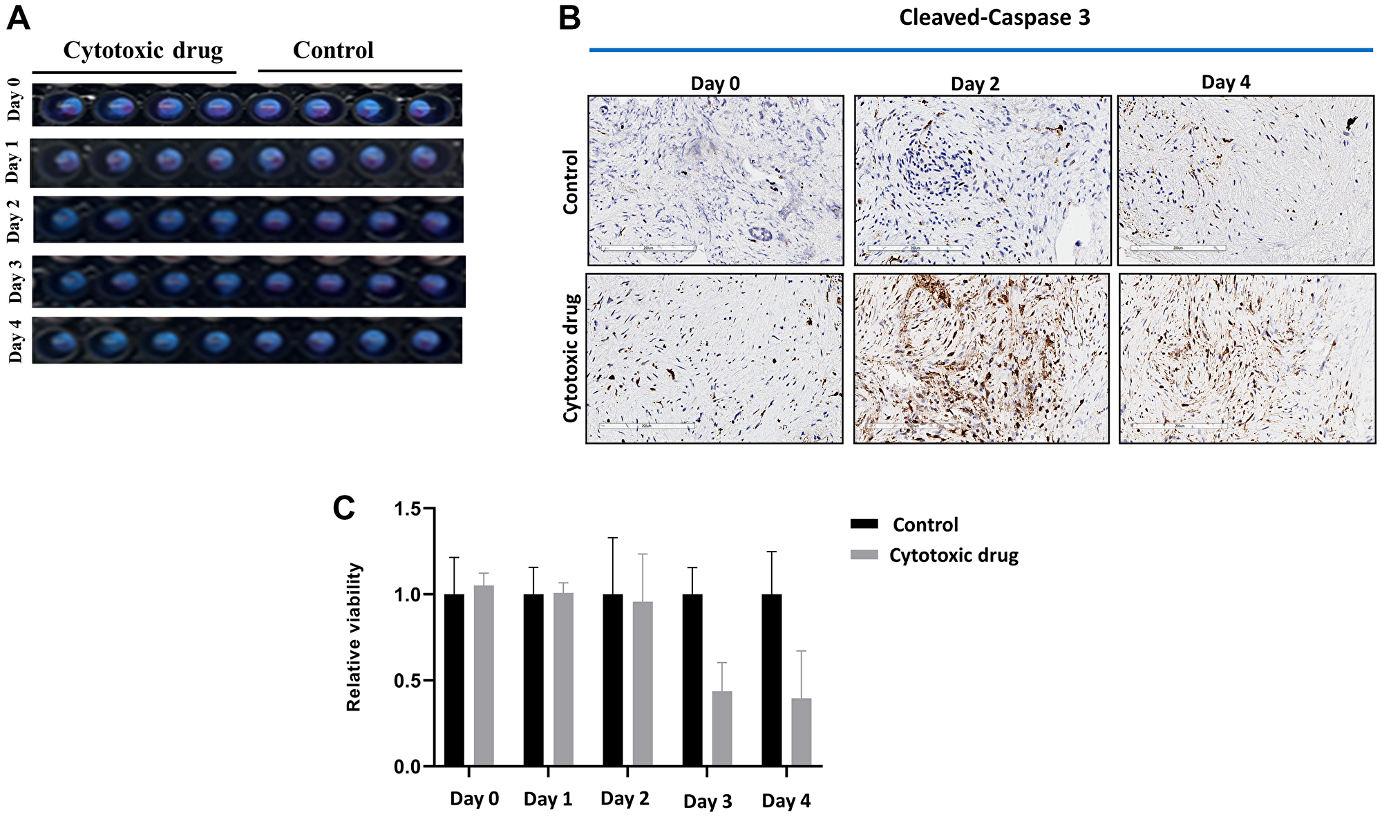 (A) Sliced fresh tumor samples were treated with or without cytotoxic drug (fluorouracil/SN-38(irinotecan)/oxaliplatin) in 96-well plates for 5 days. (B) Cytotoxic drug treated and untreated (control) sliced fresh tumor samples were immunohistochemically stained with anti-cleaved-caspase 3 antibody. (C) Viability of cytotoxic drug treated and untreated samples was measured by PrestoBlue.
