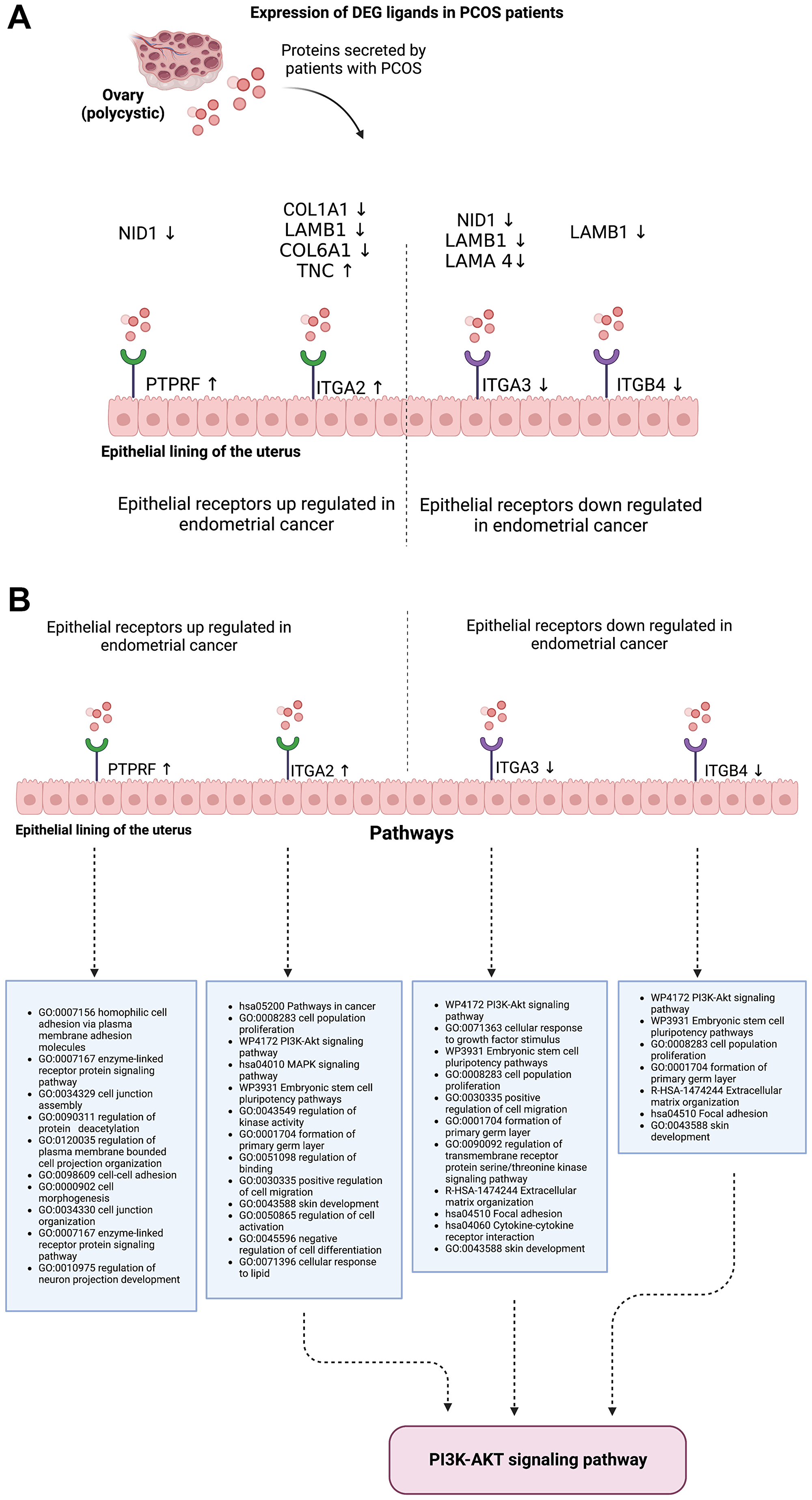 (A) The link between PCOS ligands that are differentially expressed and the target receptors in endometrial cancer that are differentially expressed. (B) Pathway enrichment of the target receptors in endometrial cancer.