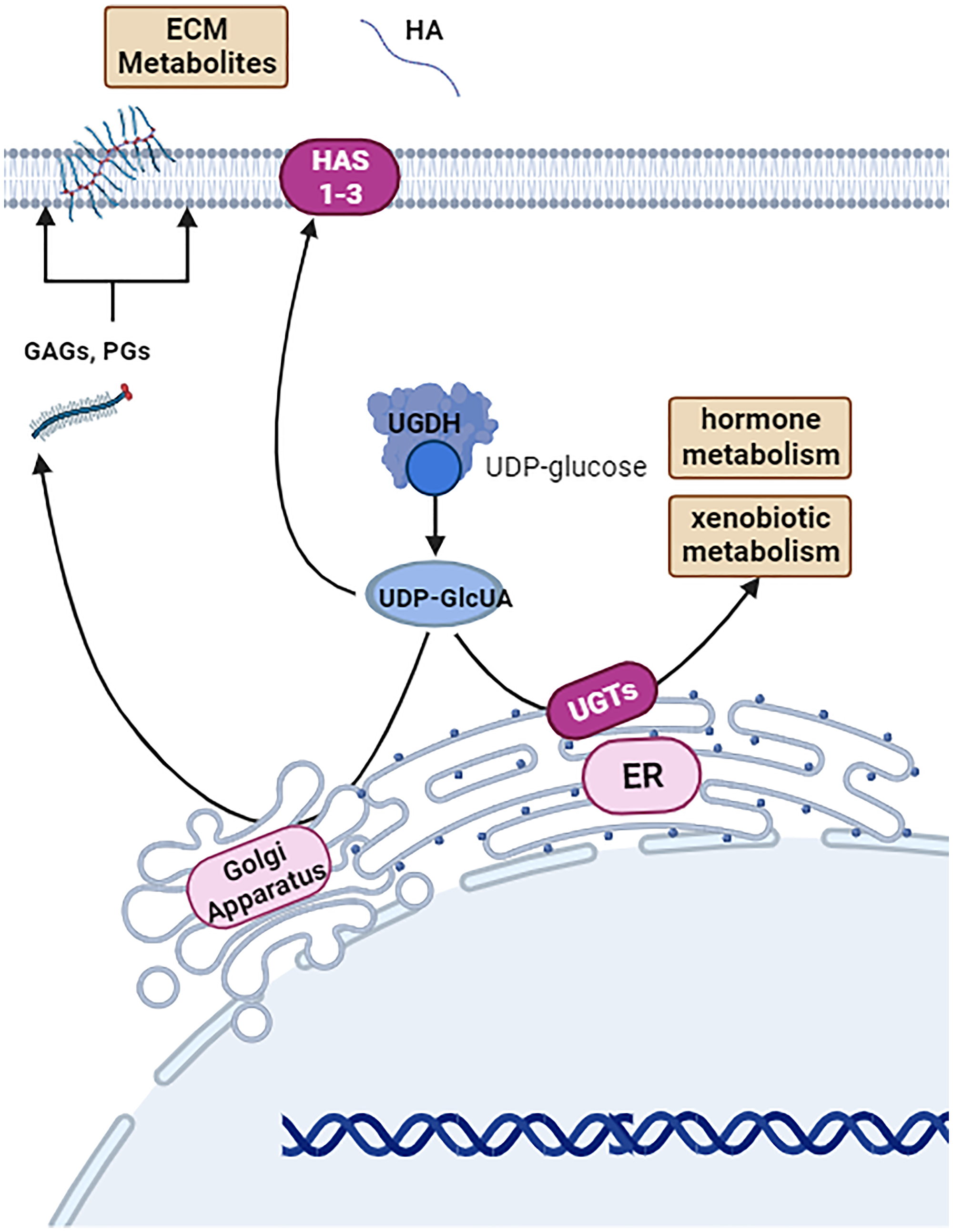 Basal function of UDP-glucose-6-dehydrogenase (UGDH)