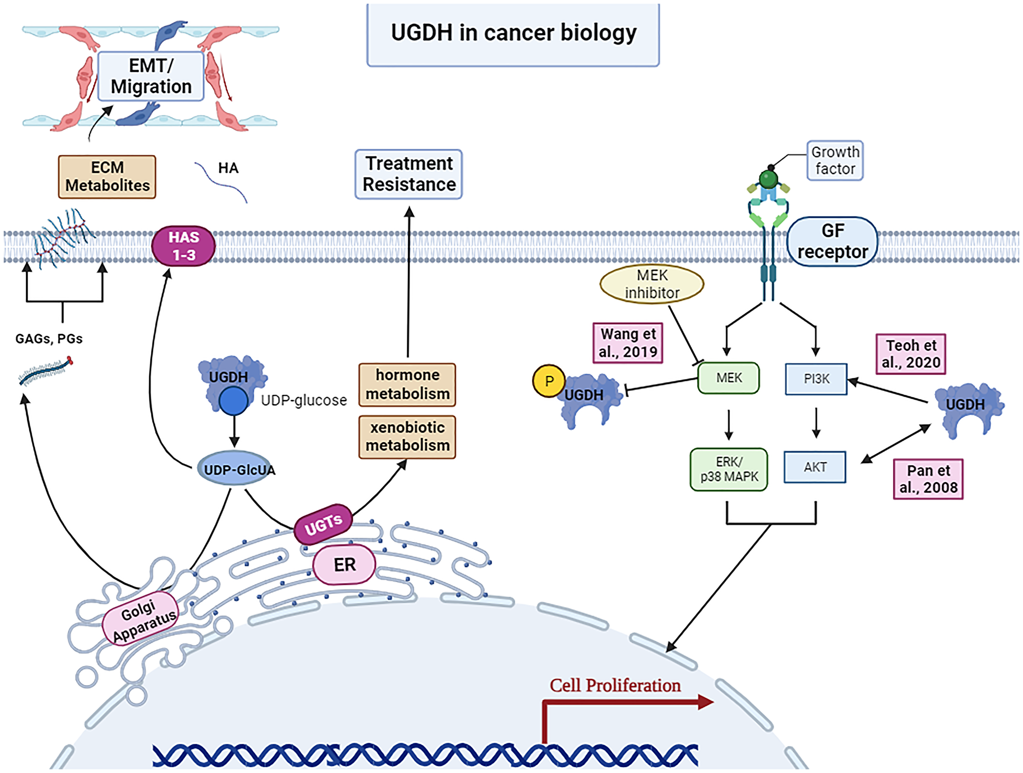 UGDH’s roles in cancer biology
