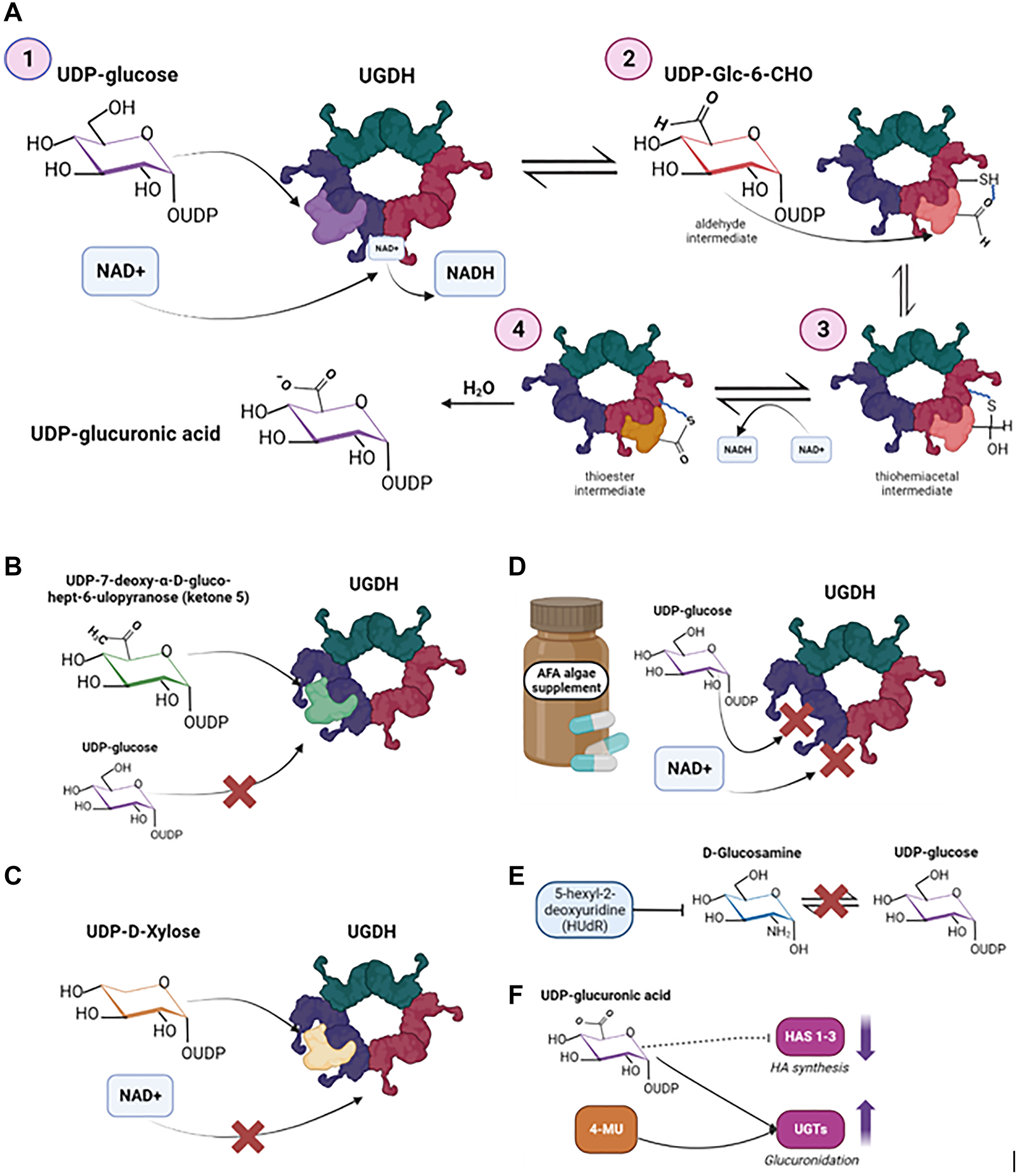 UGDH biochemical mechanism and therapeutic targets that exploit the structure of UGDH