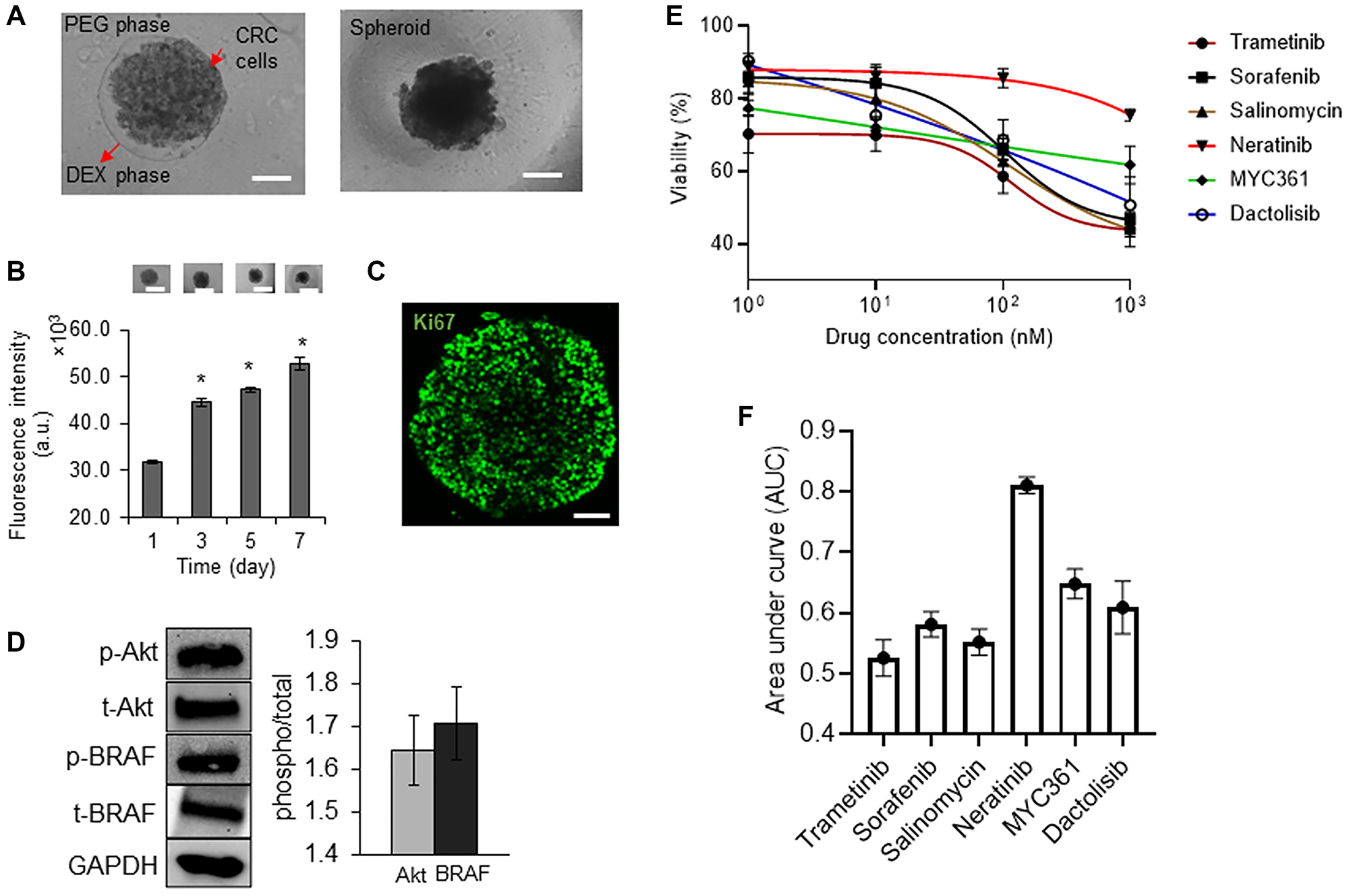 Characterization of tumor spheroids