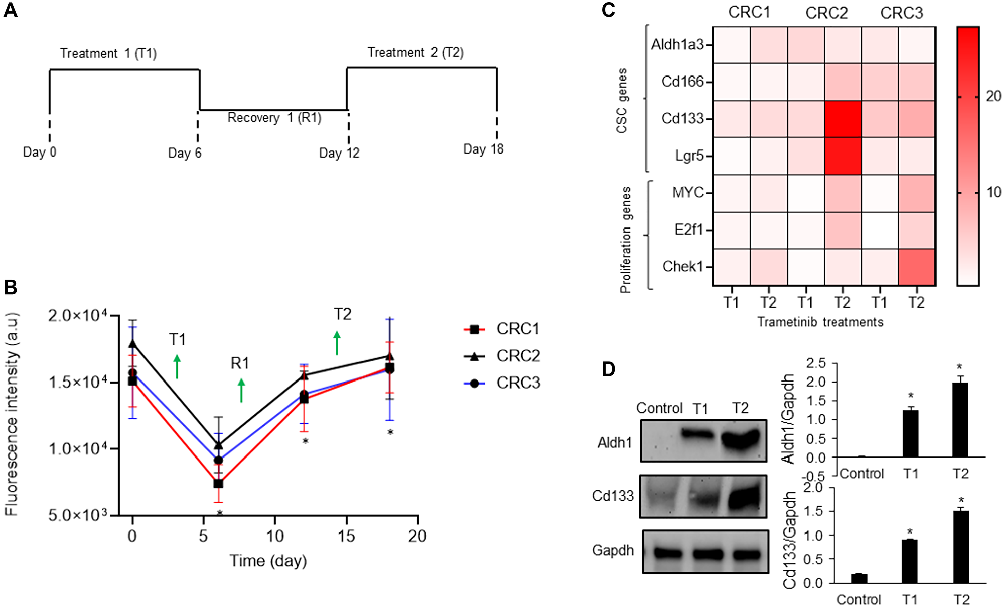 Mechanism of drug resistance of CRC spheroids
