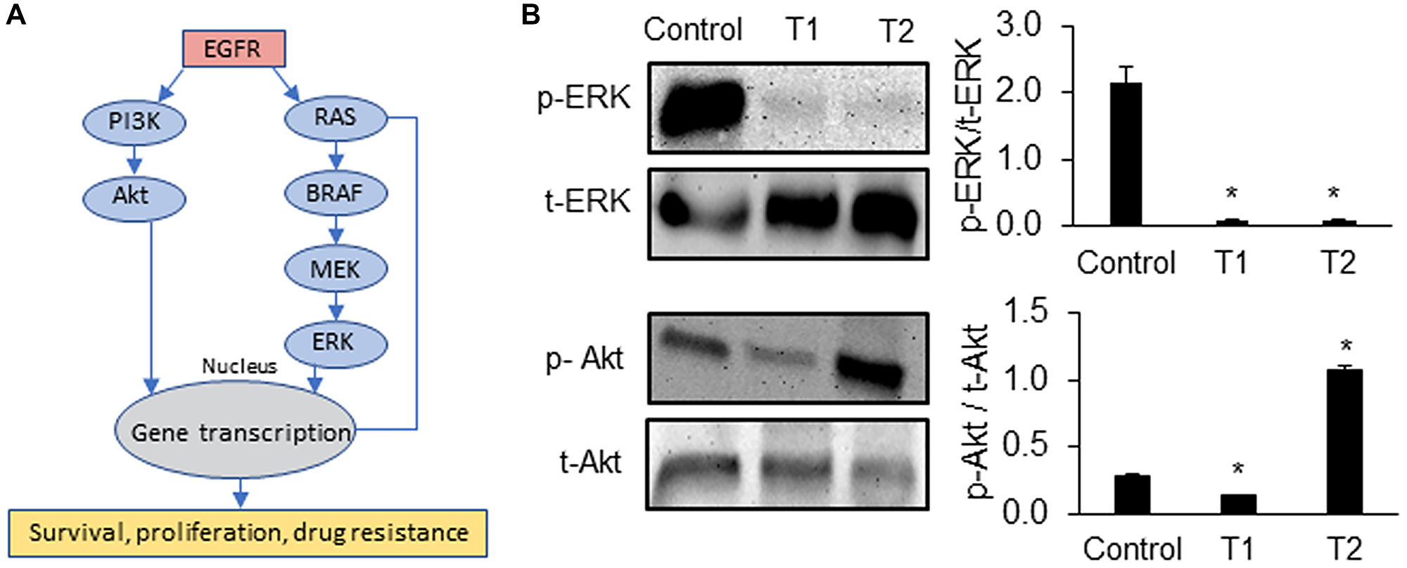 Signaling mechanisms of drug resistant CRCs