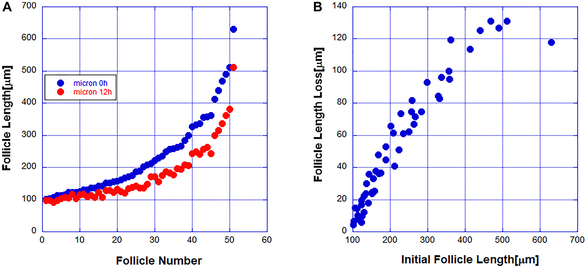 (A) The length of 51 hair follicles was measured at two points of time separated by 12 hours. (B) The dependence of the follicle length change on the initial length.