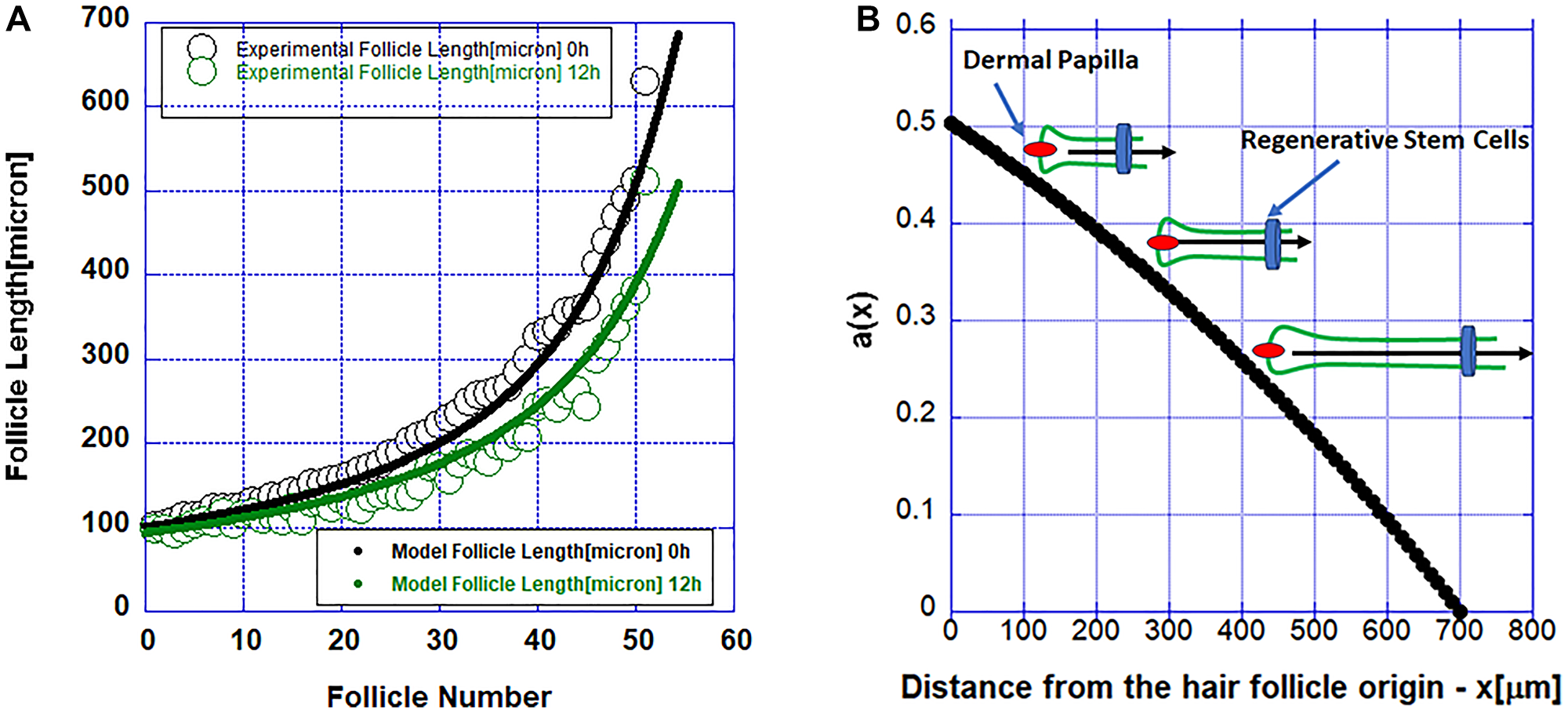 (A) Simulations of the reaction-diffusion model (solid lines) and measured follicle length (solid circles). (B) The function a(x) describing the pro-survival factor released by the regenerative stem cell pool. The inset shows a schematic of a hair follicle regressing slower as it gets shorter and closer to higher values of the pro-survival factor modeled with the function a(x) and released by the regenerative stem cells.