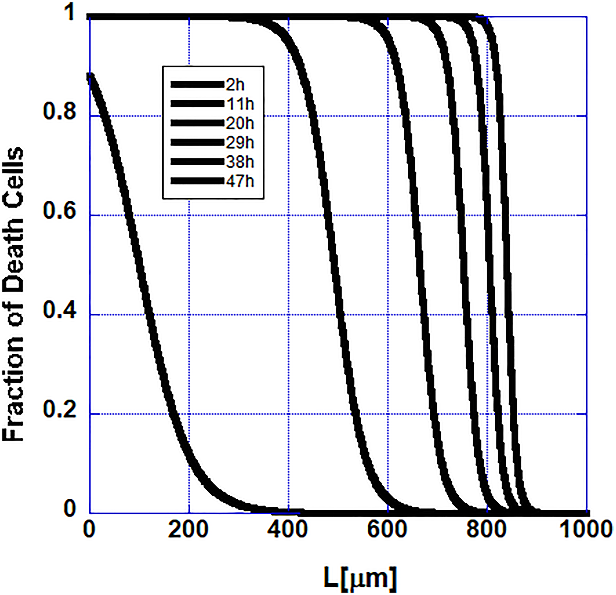 Cell extinction slows down as the stem cells at the end of the follicle are approached in the mathematical model as observed in the set of measured hair follicles